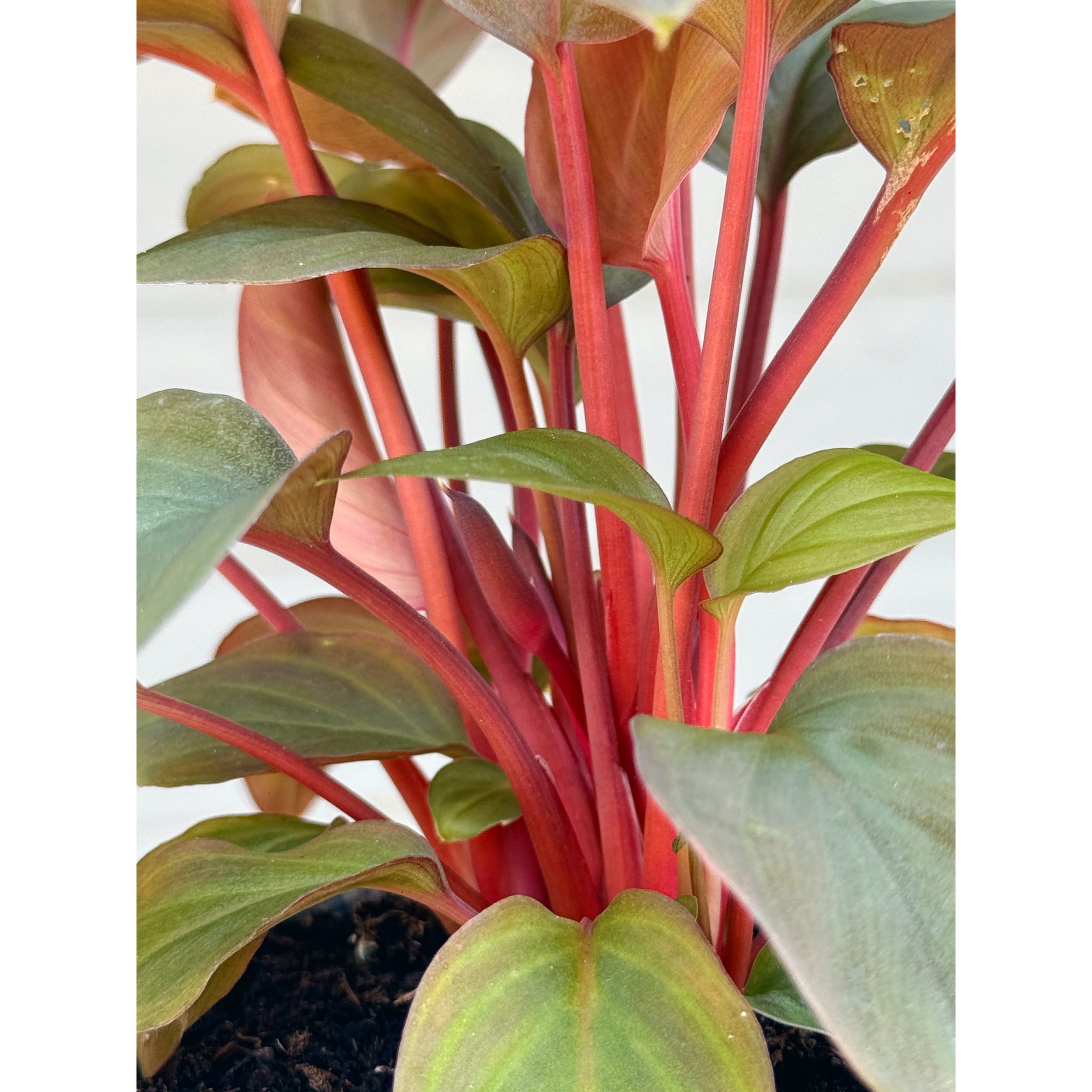 Homalomena 'Red Spot'