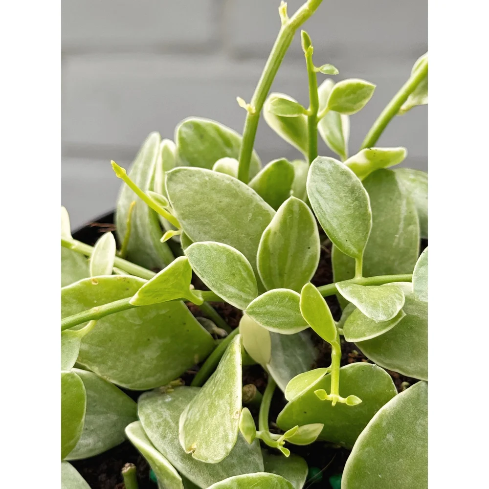 pre alpin saatgut Agrobs Testudo Saatgut 100 g  Schildkrten.de