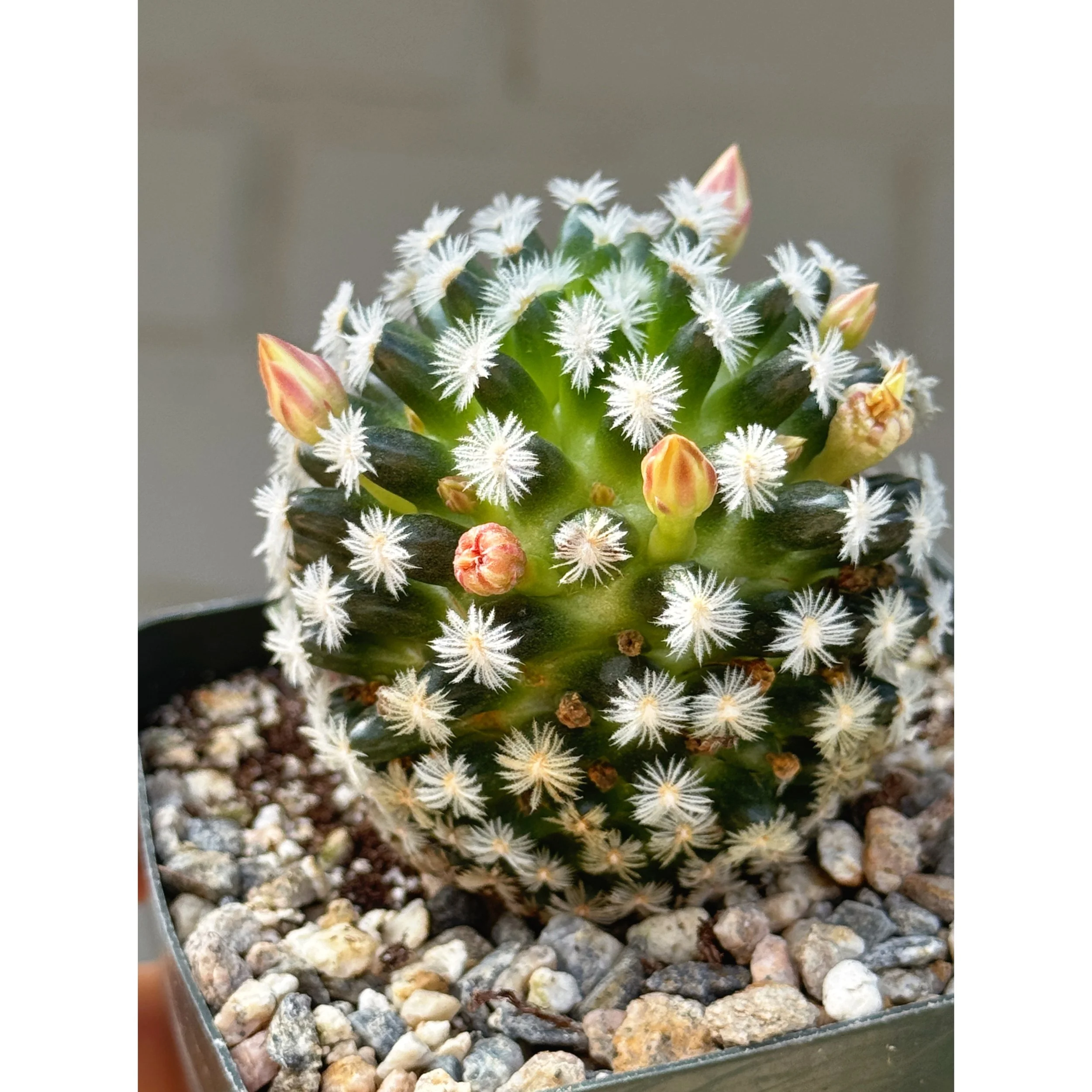 Mammillaria Duwei