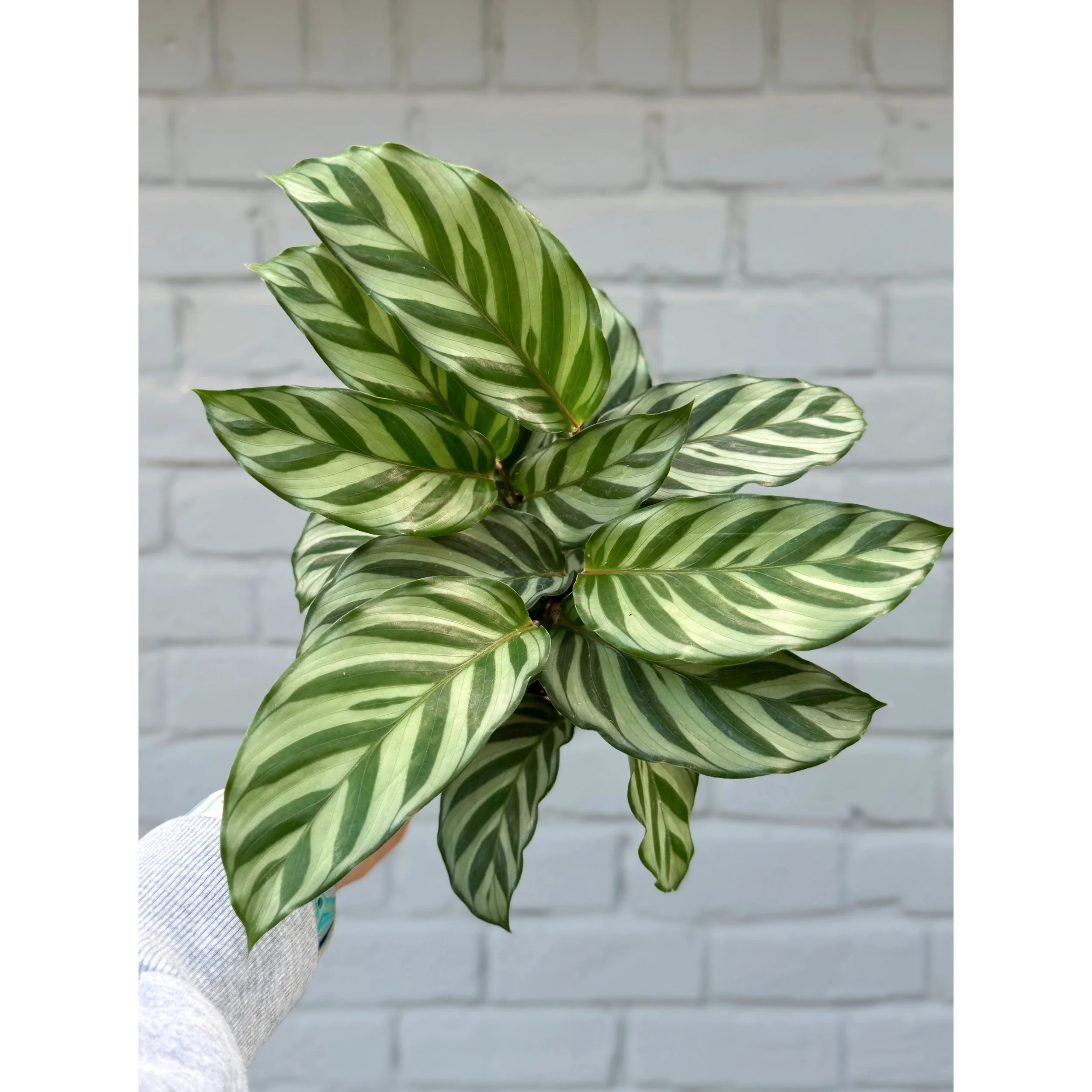 Calathea Concinna ‘Freddie’