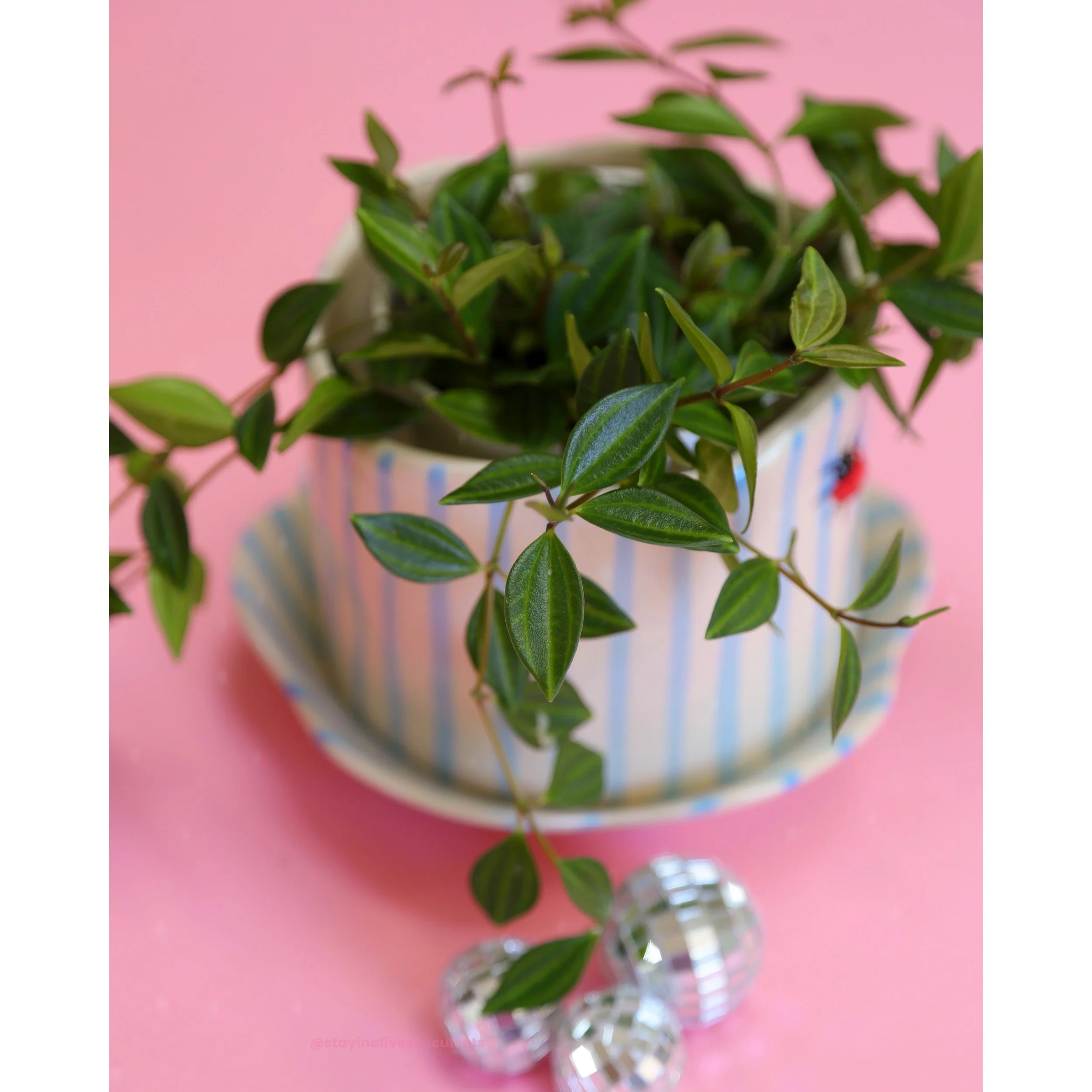 Ladybug Pot and Saucer with Peperomia Angulata
