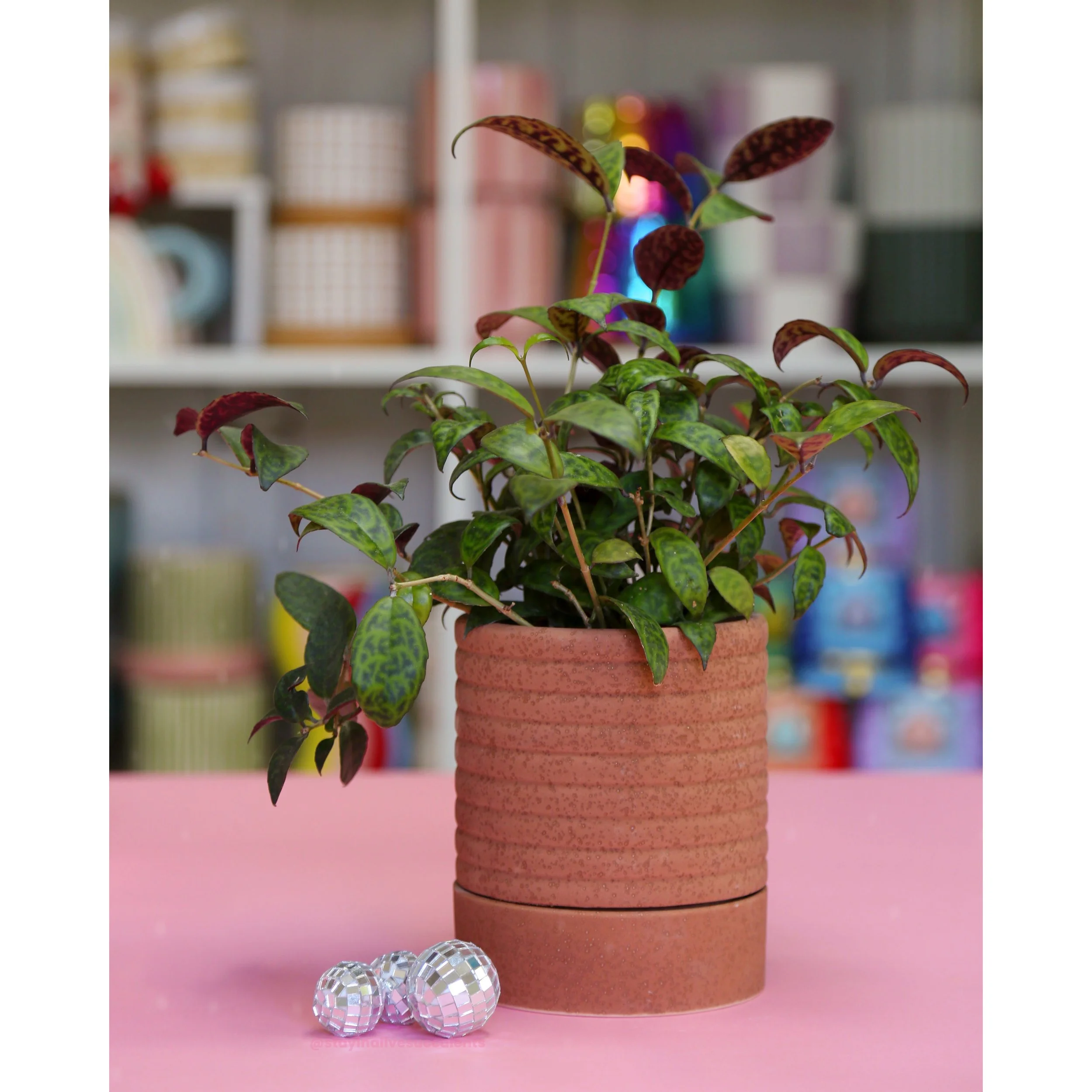 Bardo Terracotta Planter with Saucer 5"