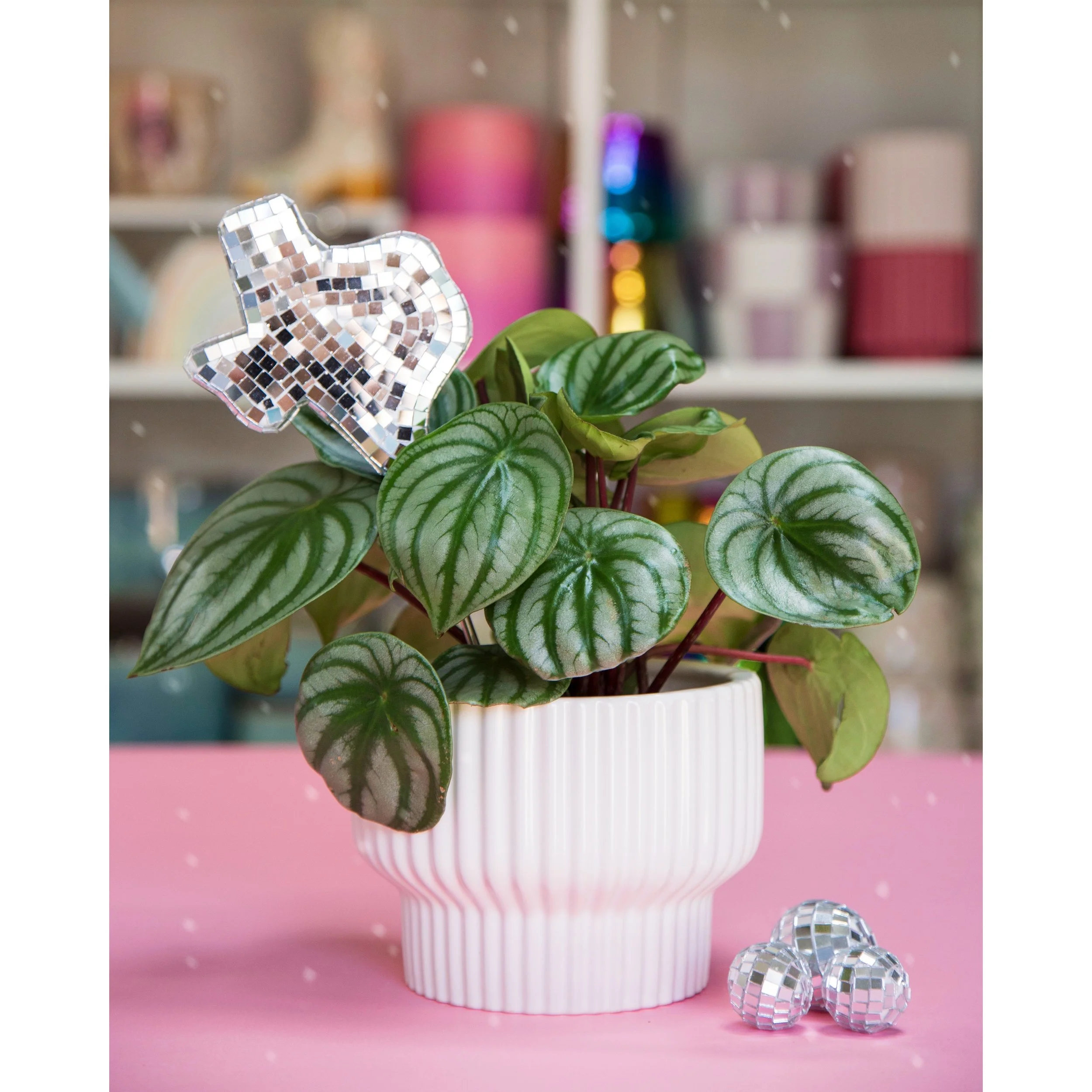 Texas Disco Plant Stake in Presley Pot with Watermelon Pep