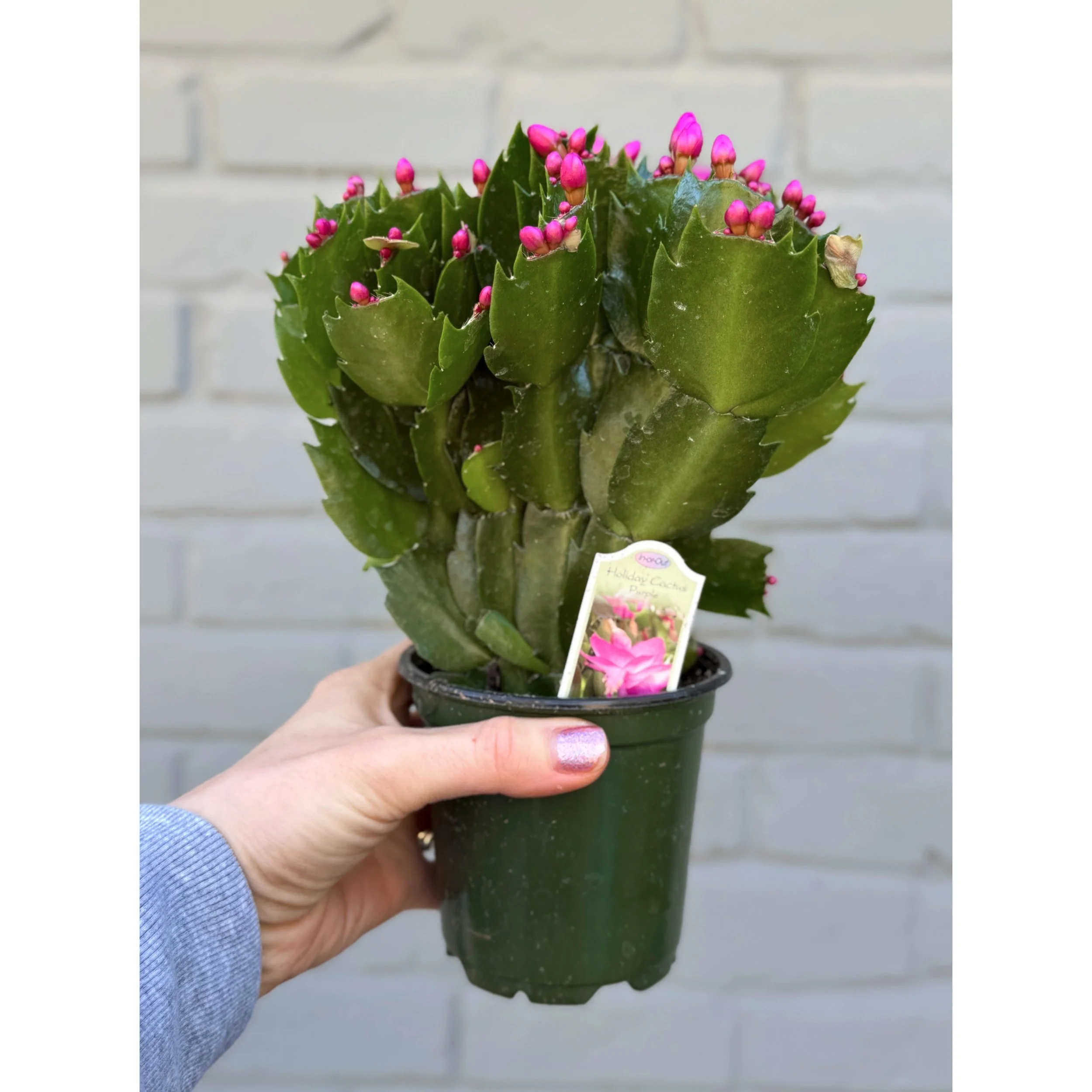 Holiday Cactus 'Purple'