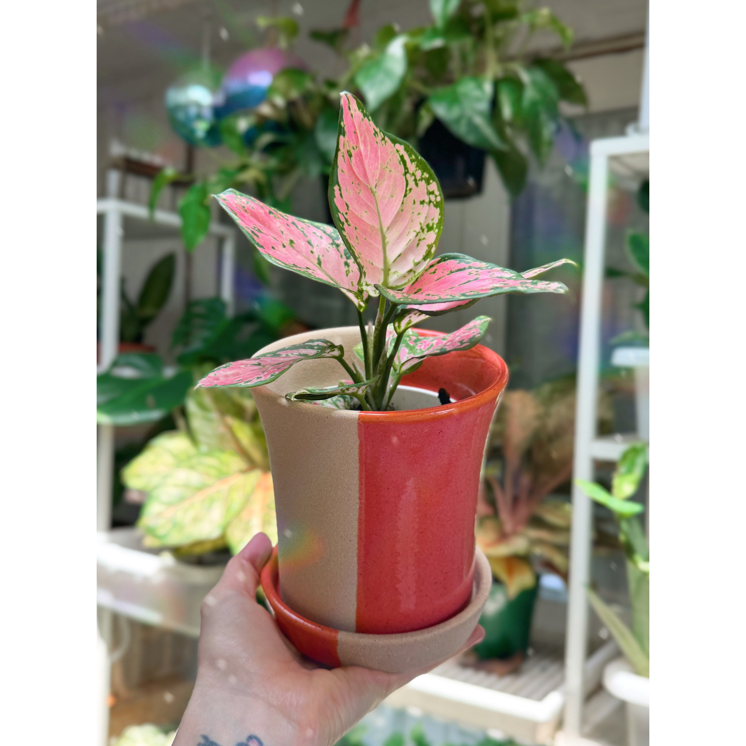 Aglaonema Pink Hybrid 'Lady Valentine' with Orange Check Pot