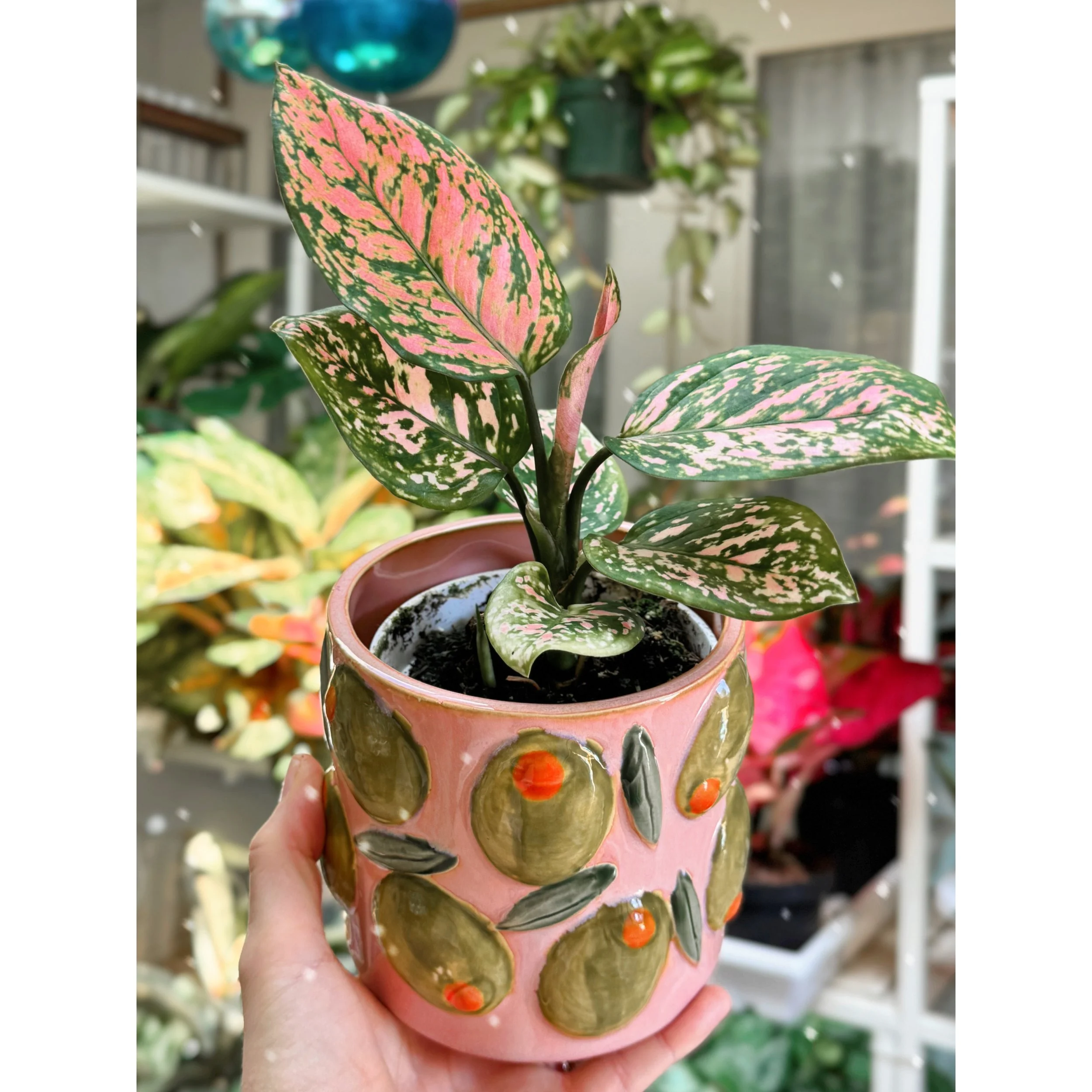 Aglaonema Pink Hybrid 'Lady Valentine' in Olive Pot