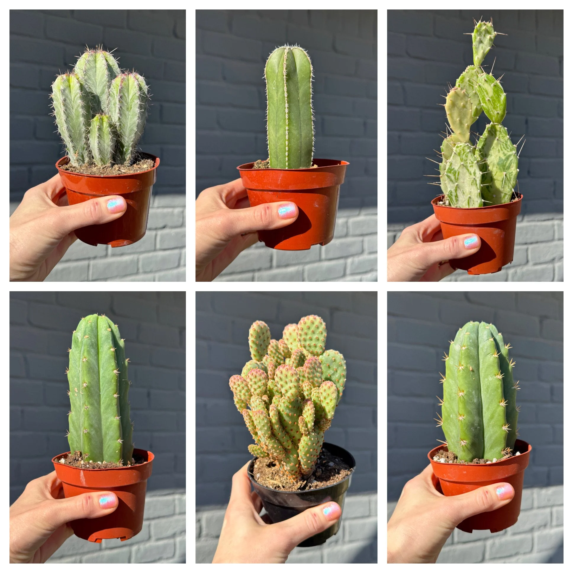 Assorted Cactus 4" (Choose your plant)