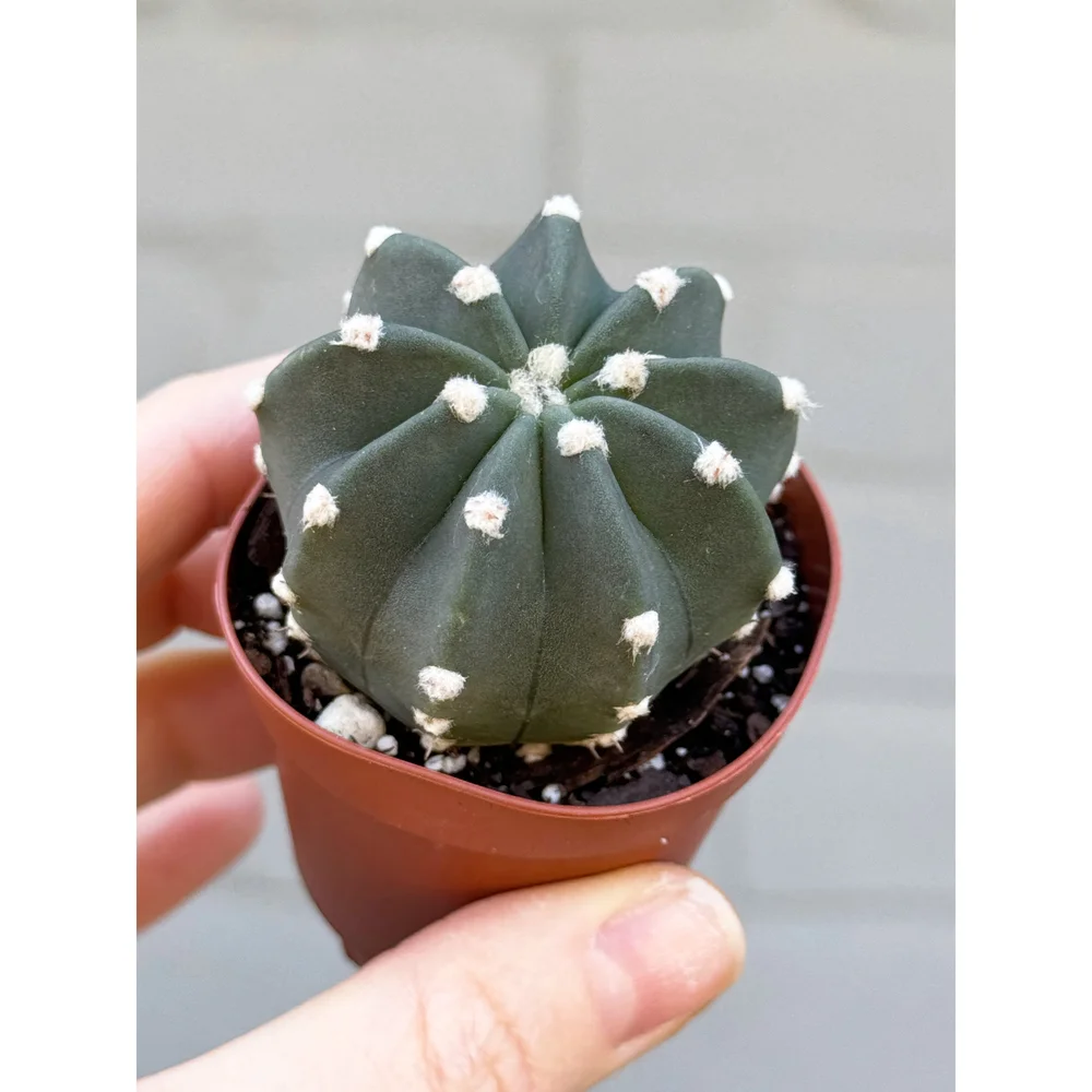 Echinopsis subdenudata 'Domino Cactus'  Stayin' Alive Succulents