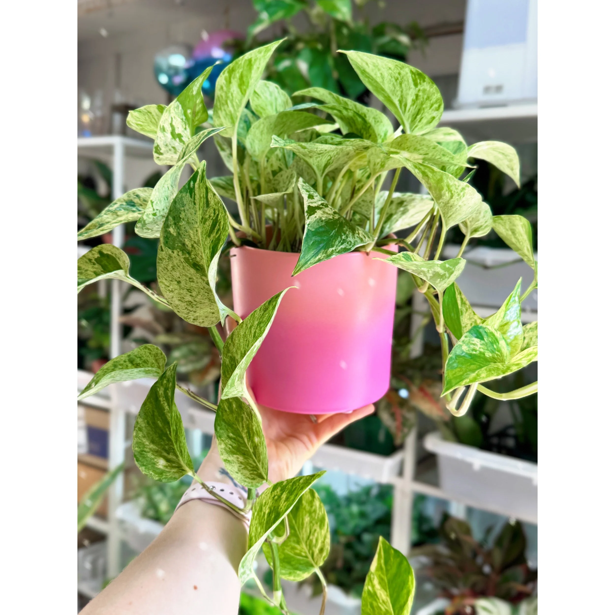 Pothos Snow Queen in Pink Ombre Pot
