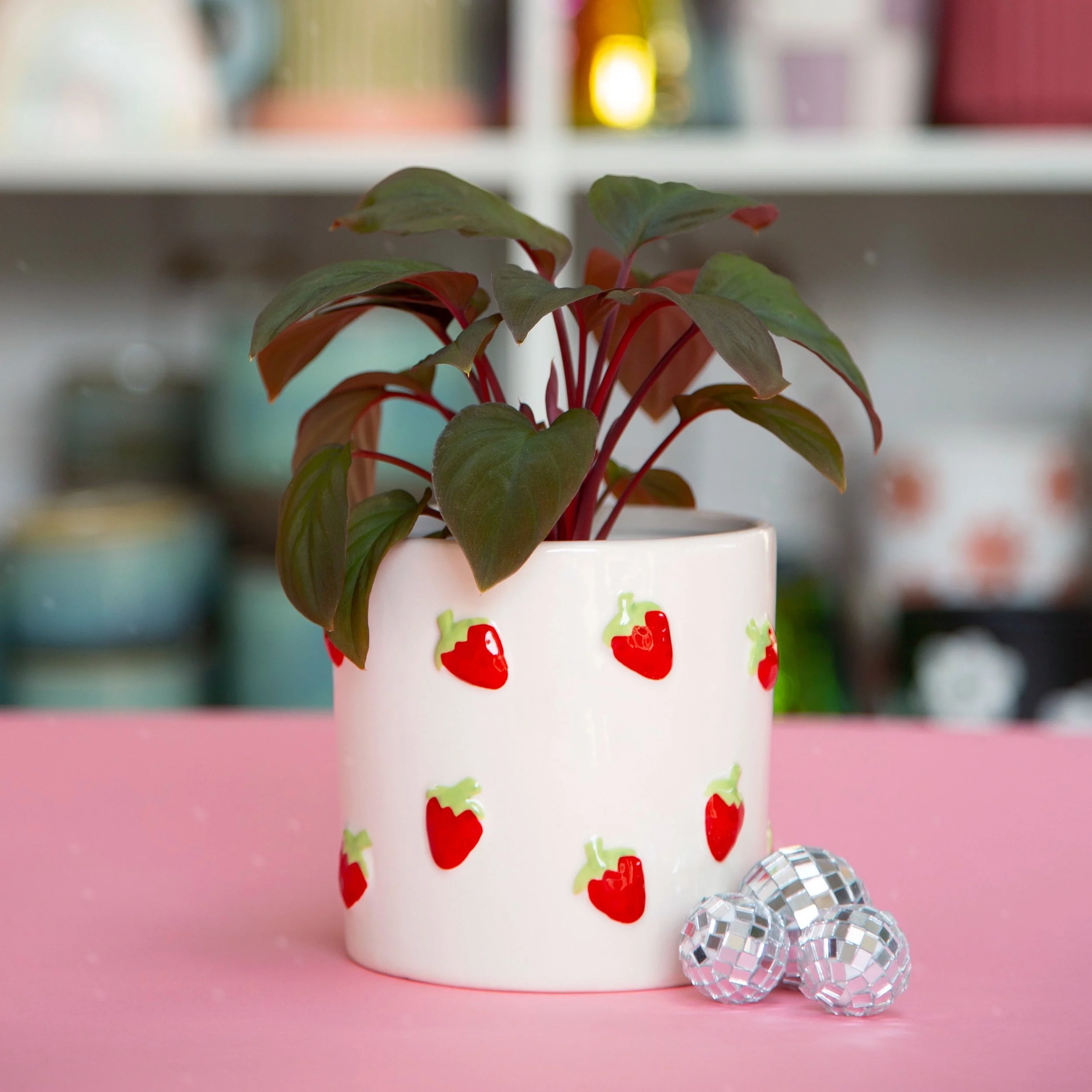 Strawberry Fields Pot with Homalomena Red Spot