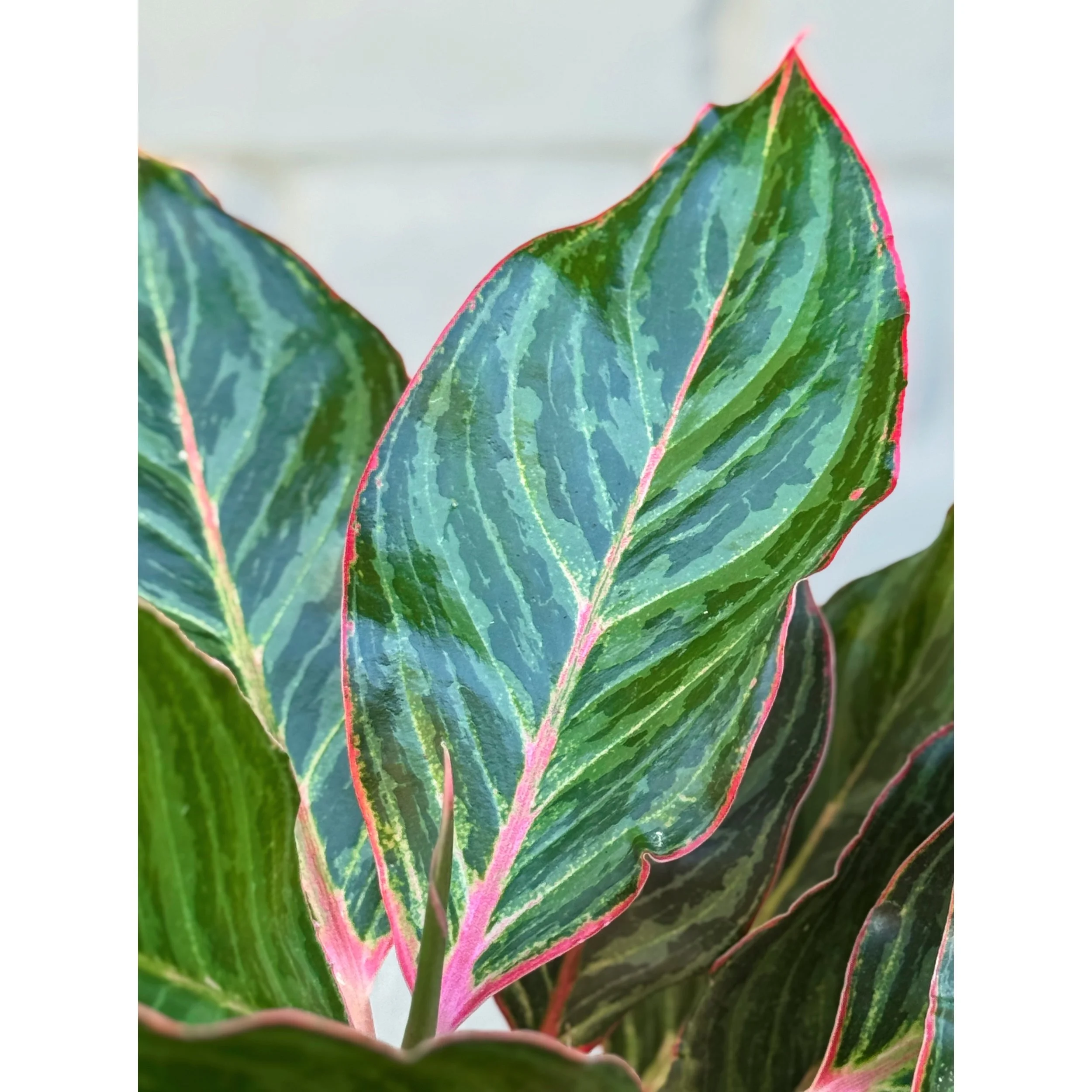 Aglaonema Hybrid ‘Moonstone’