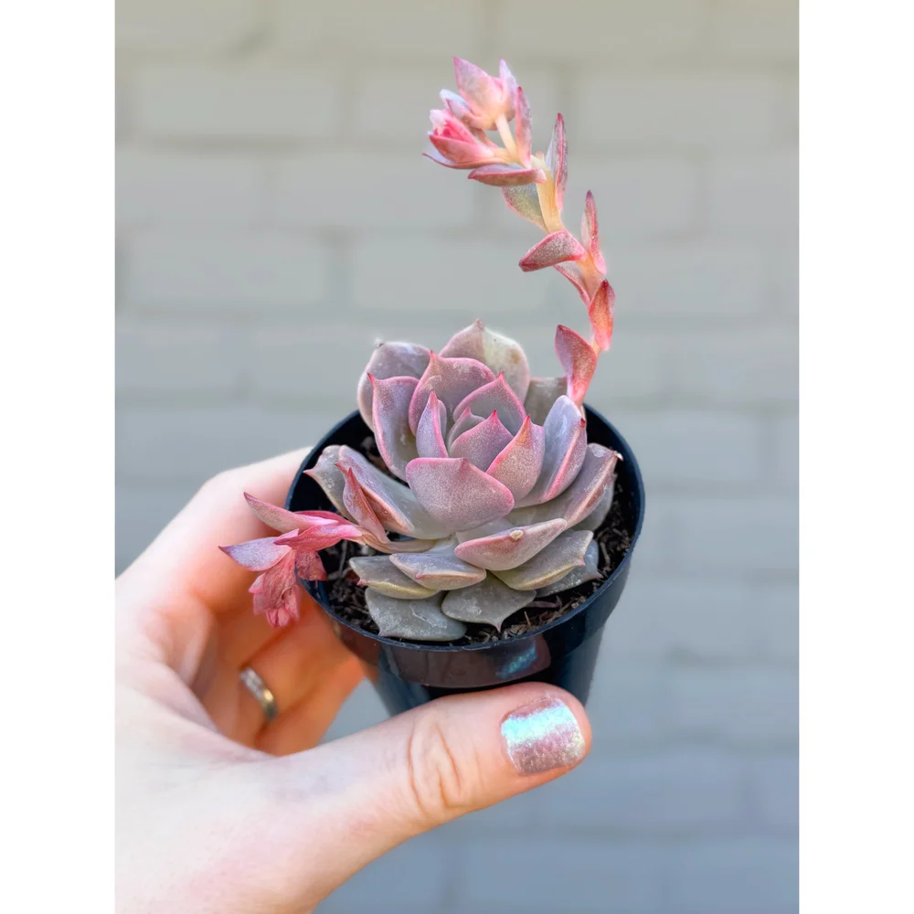 Echeveria Lola Hybrid 'Angel Kissed' 2.5