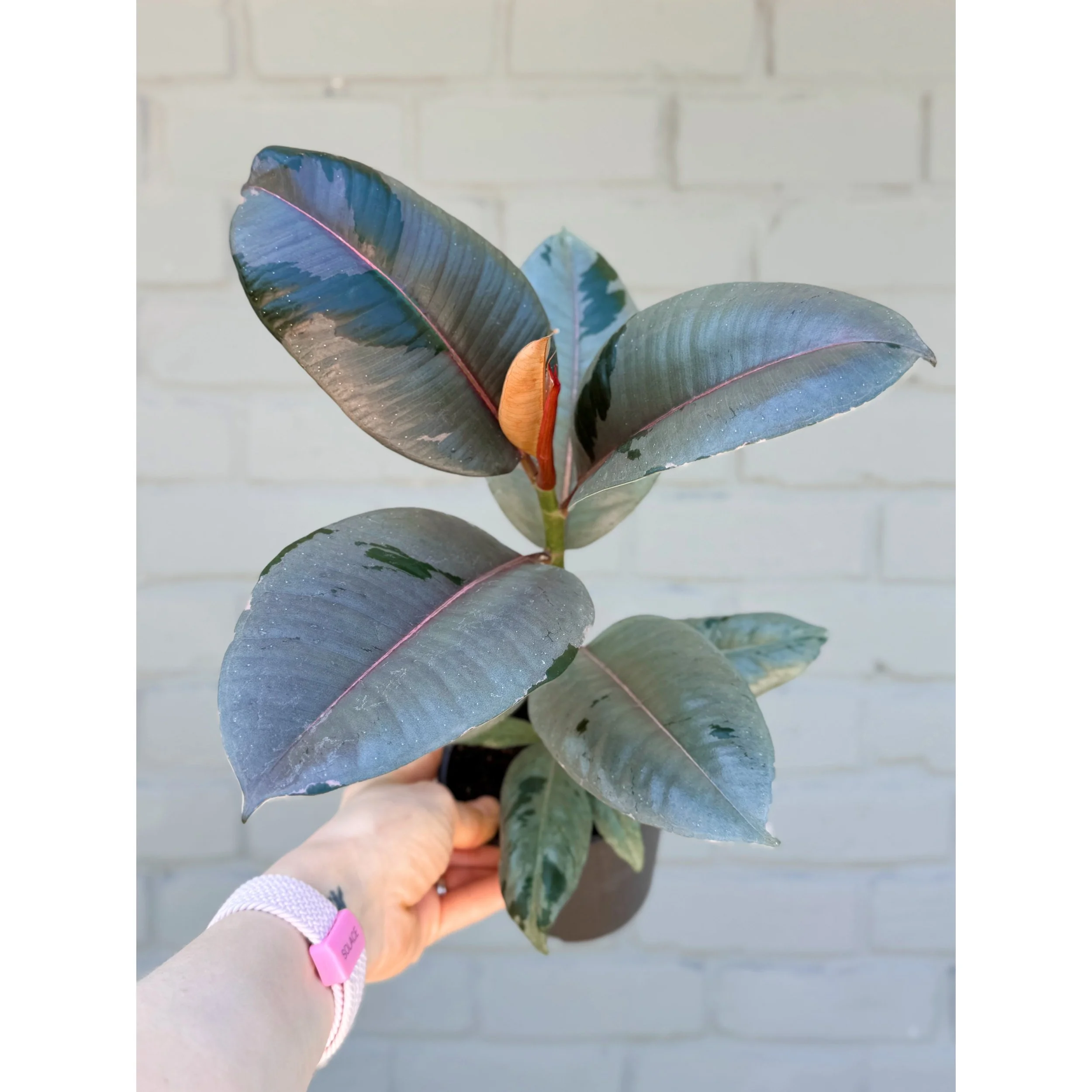 Ficus Elastica 'Fireworks'