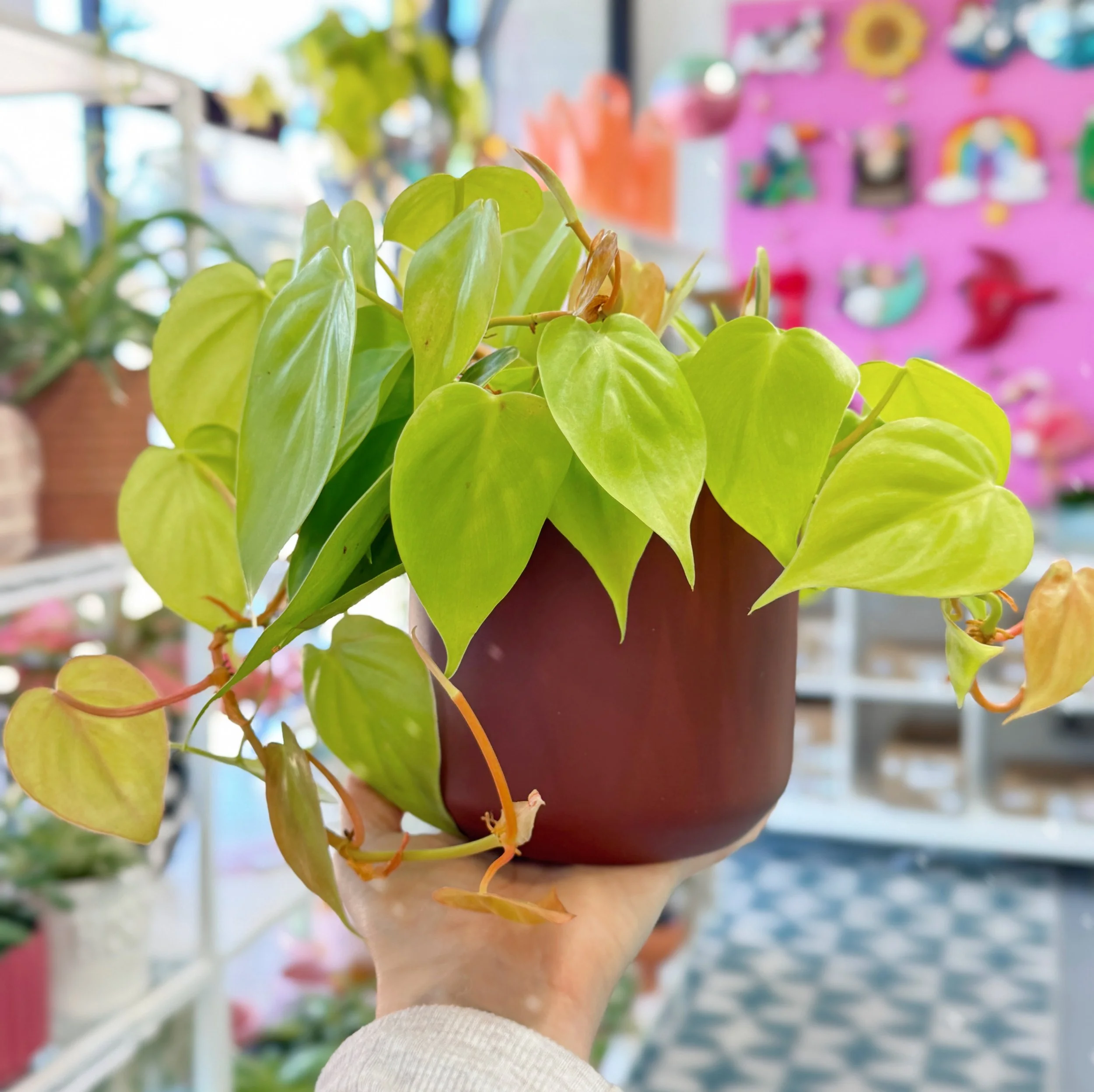 Dark Brown Kendall Pot