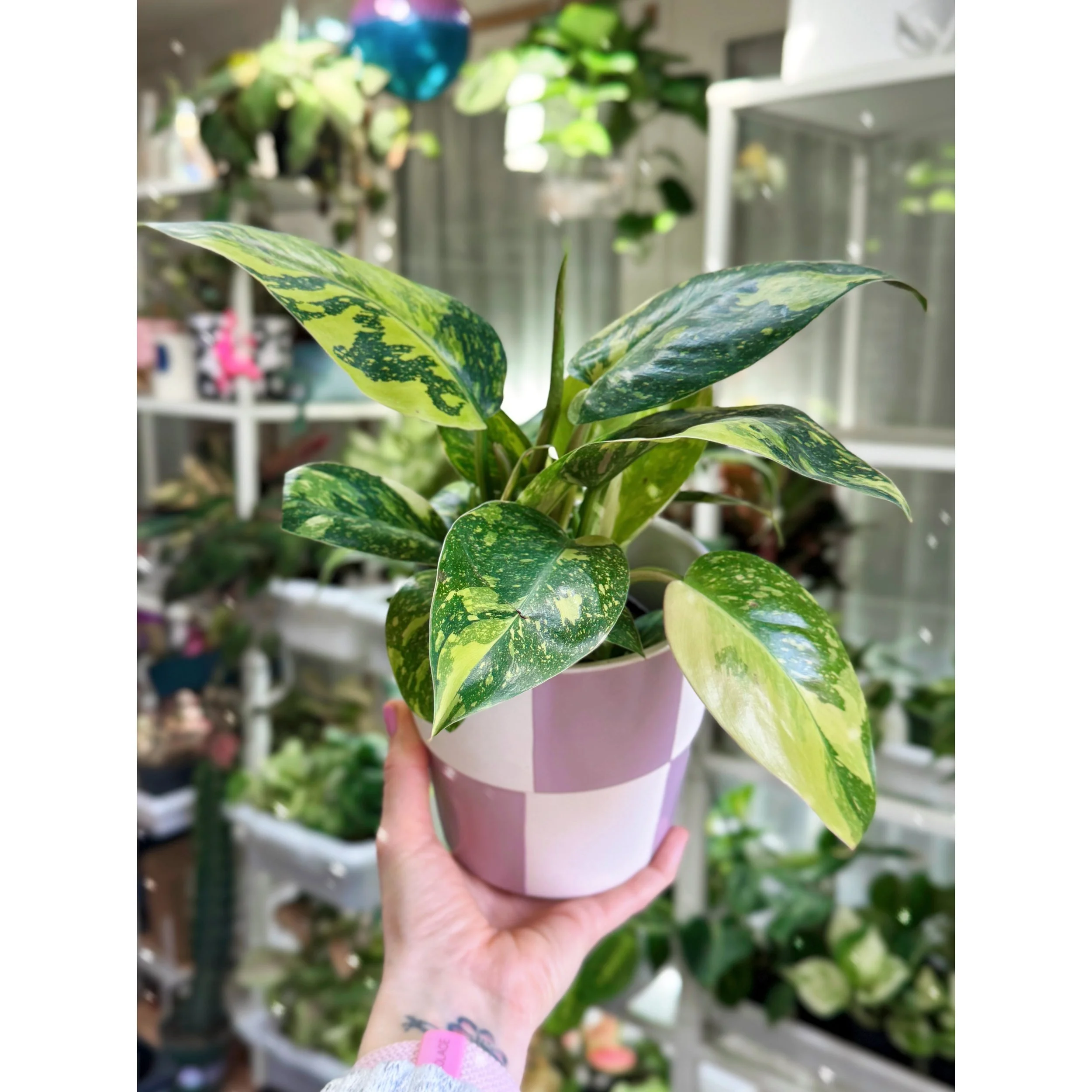 Lilac Checkerboard Planters with Philo Congo Nuclear