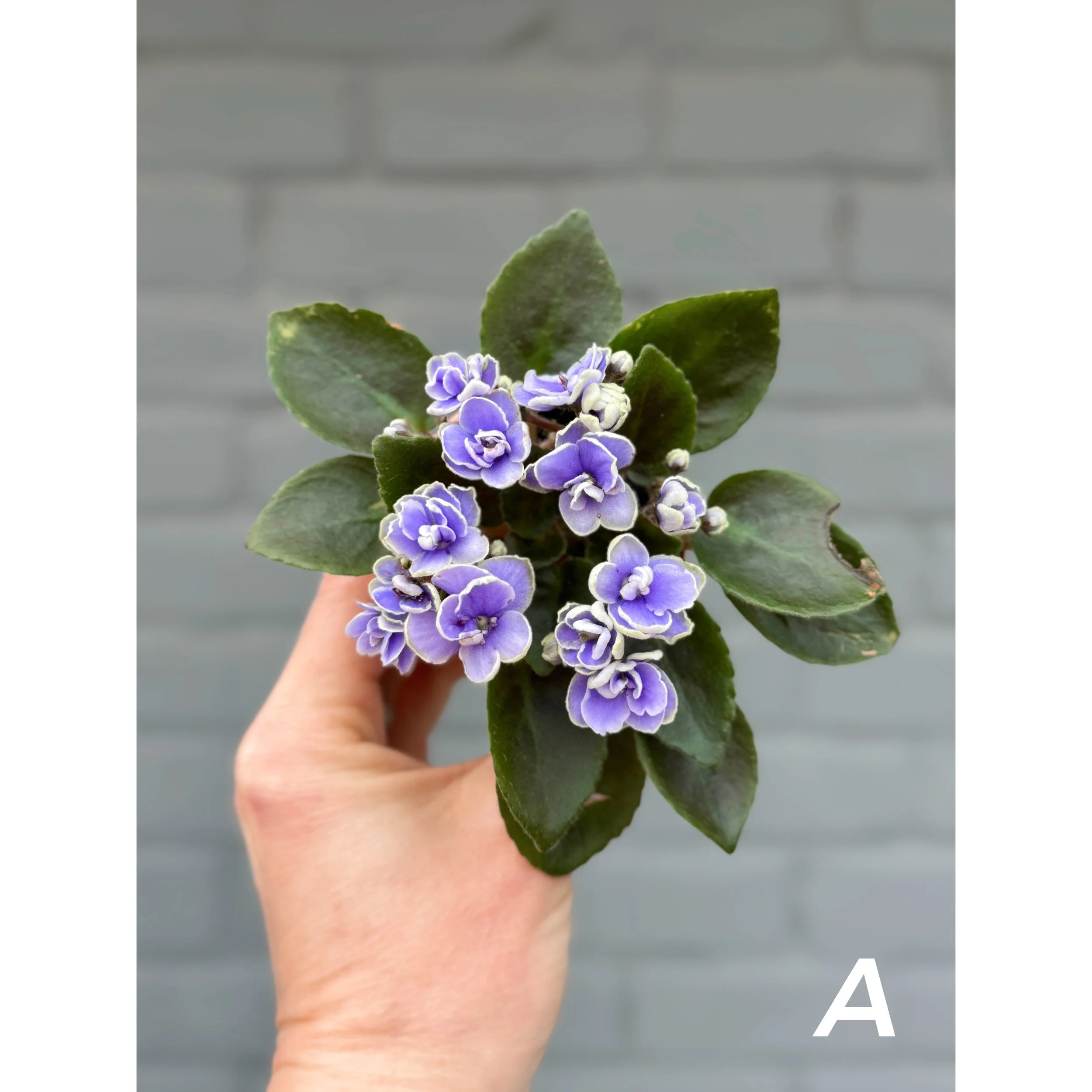 African Violet light blue