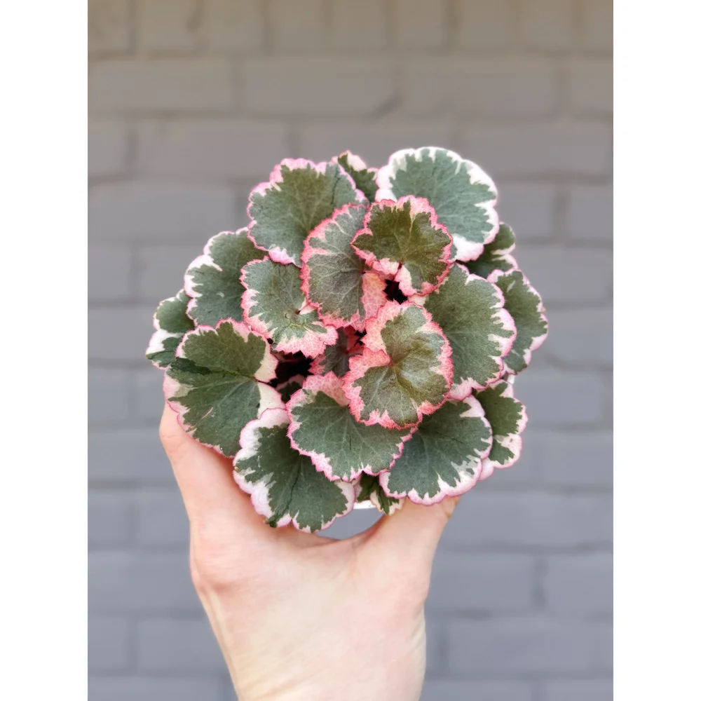 Saxifraga Stolonifera Variegated 'Strawberry Begonia' 4"  Stayin' Alive  Succulents