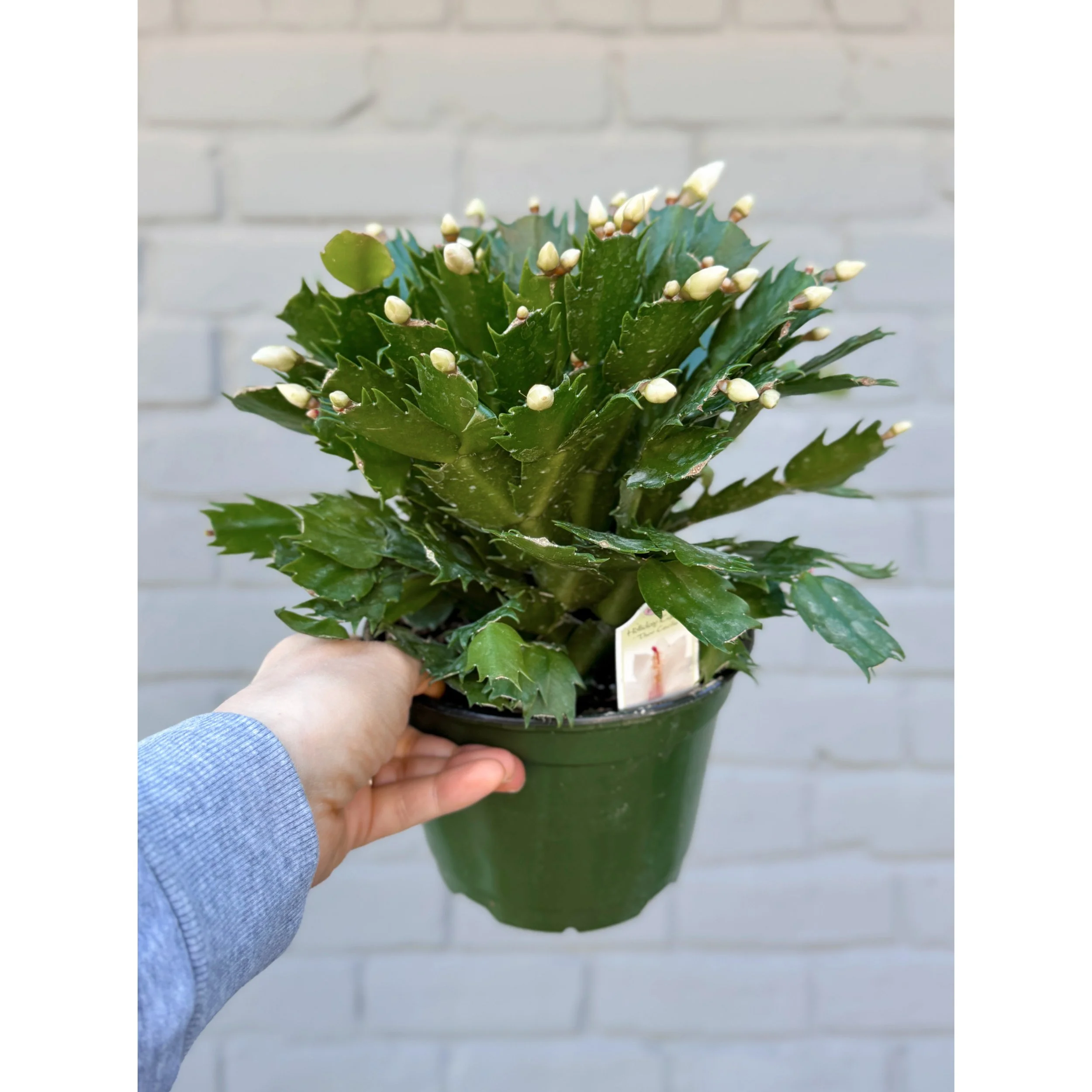 Holiday Cactus - Schlumbergera Hybrid 'Thor Cecile' (White Bloom w/ Pink Center)