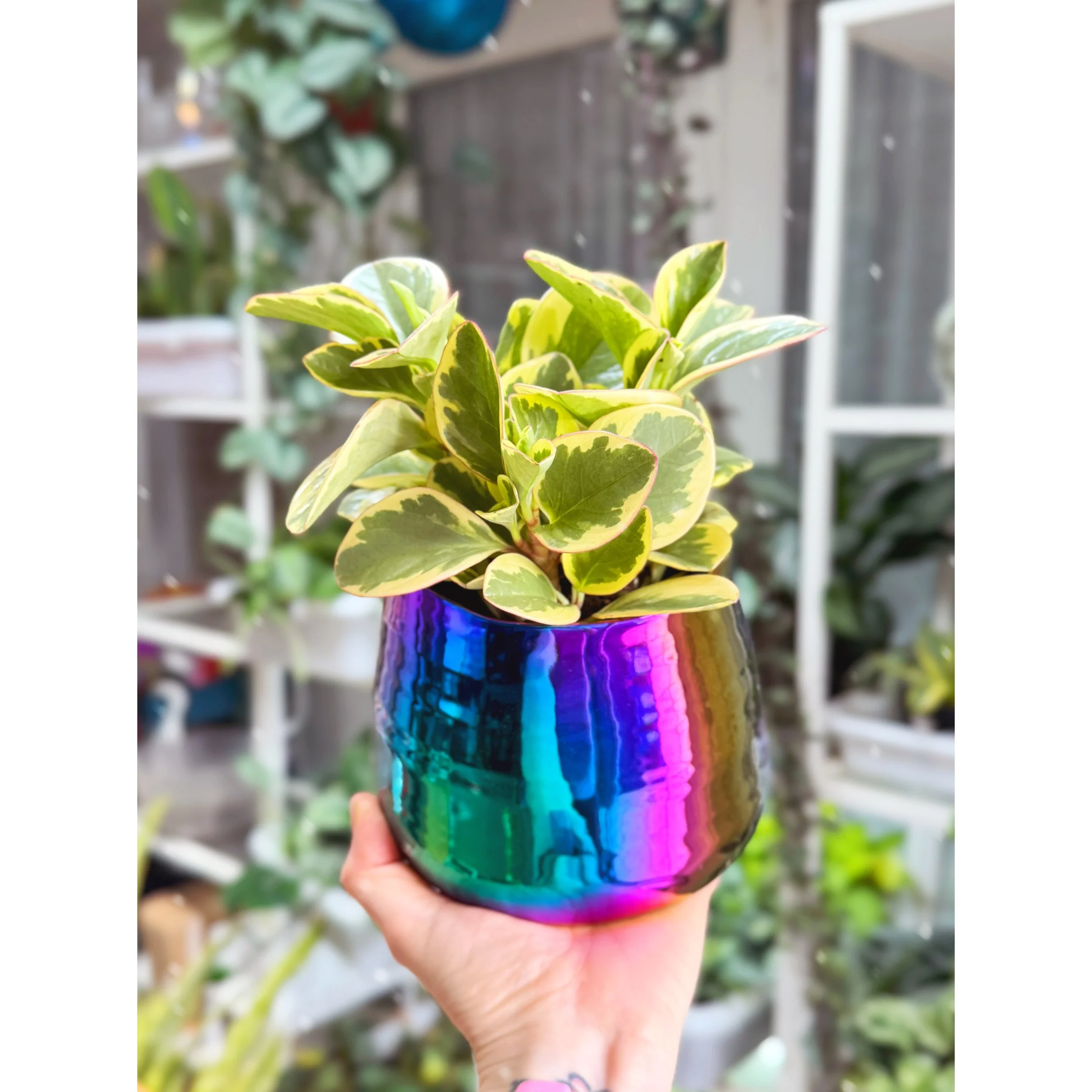 Peperomia Obtusifolia Variegata 'Baby Rubber Plant' in Tegan Rainbow Pot