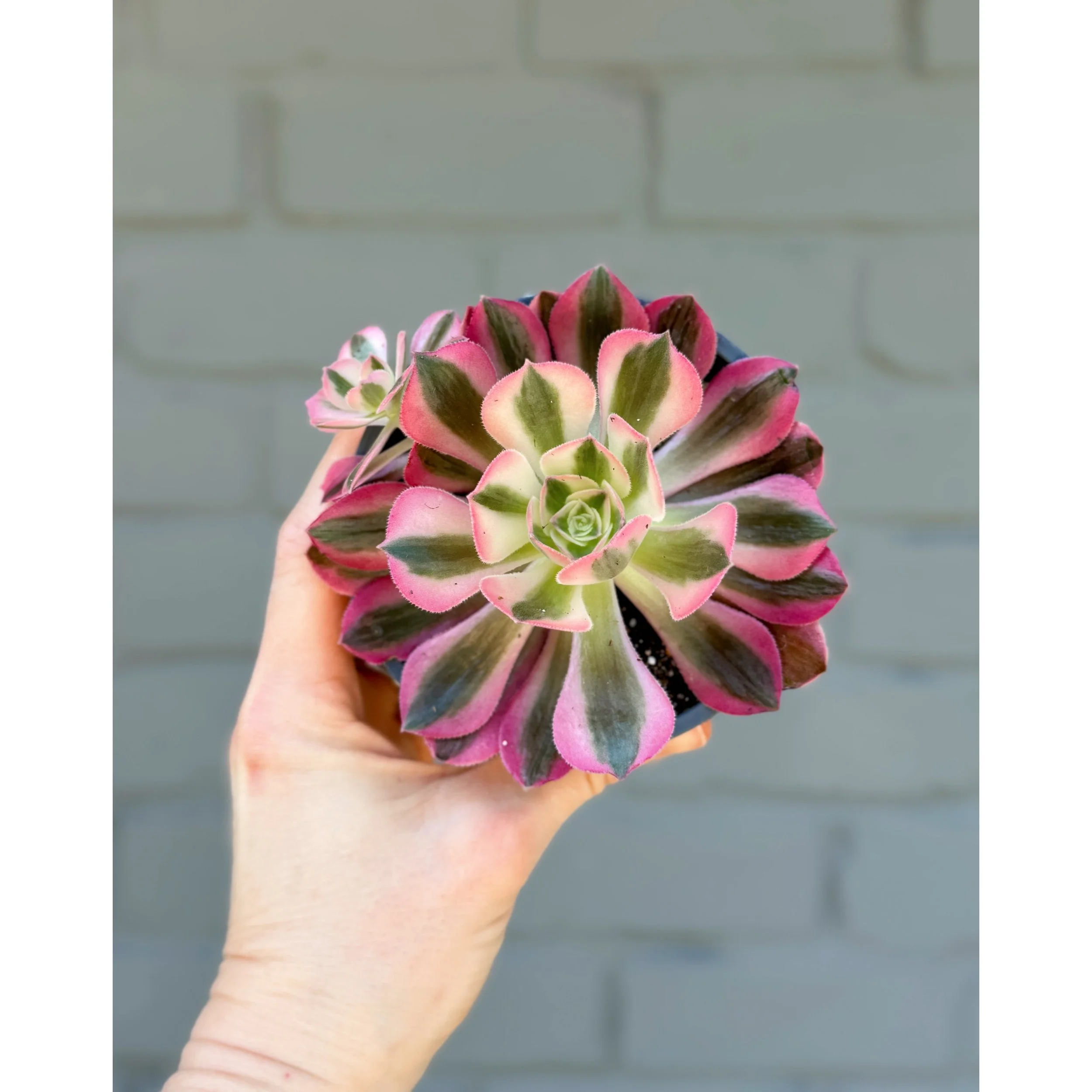 Aeonium 'Pink Witch'