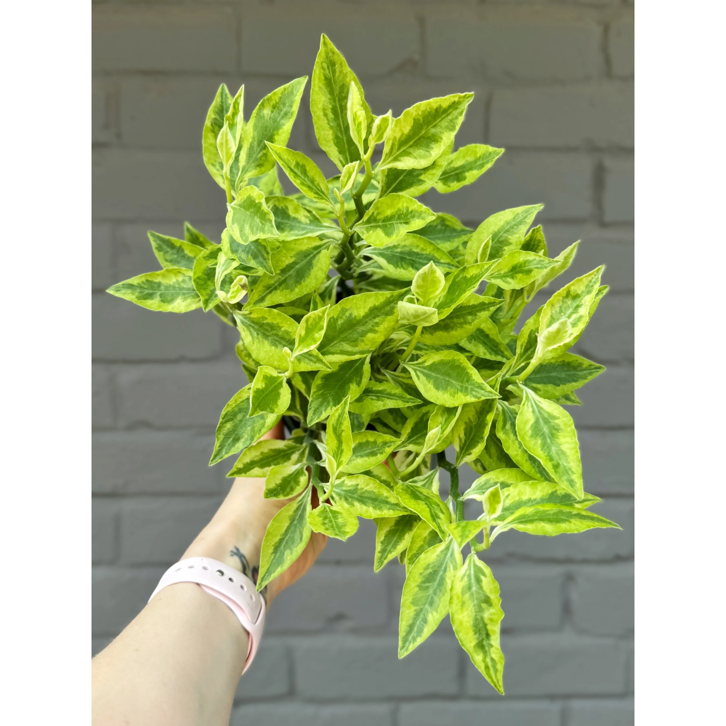 Euphorbia Tithymaloides 'Variegated Devil's Backbone'