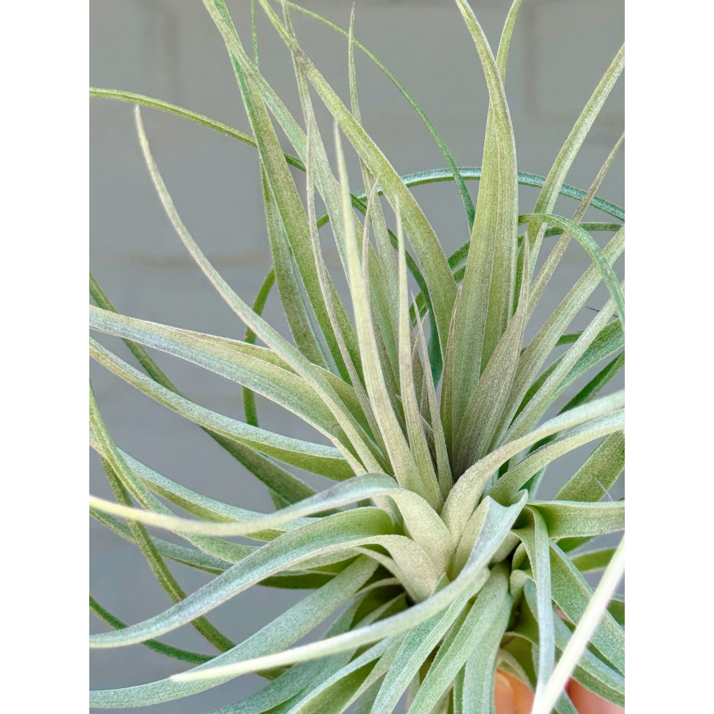 Tillandsia Houston - Air Plant