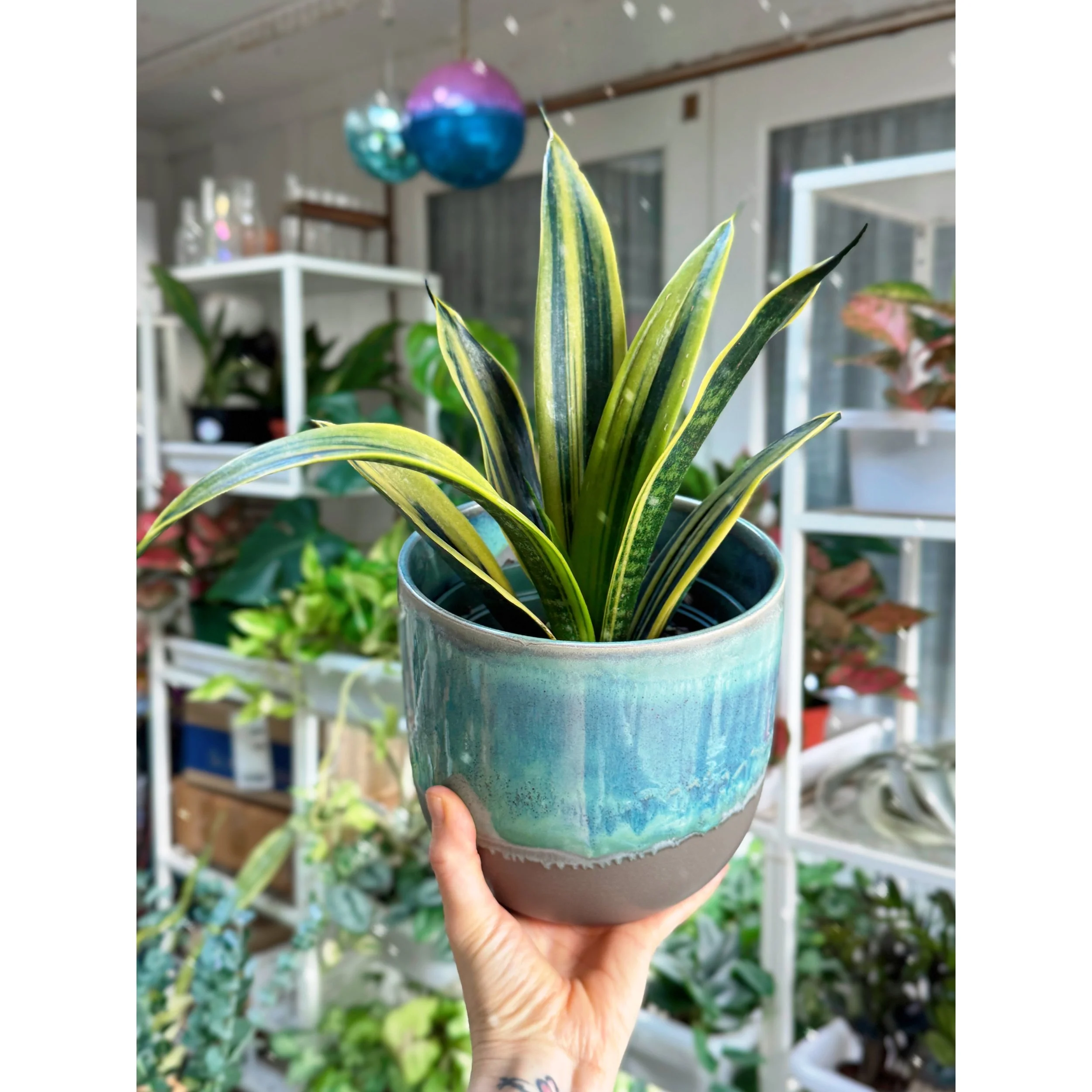 Sansevieria Trifasciata ‘Golden Flame’ in Caribe Teal Glazed Pot