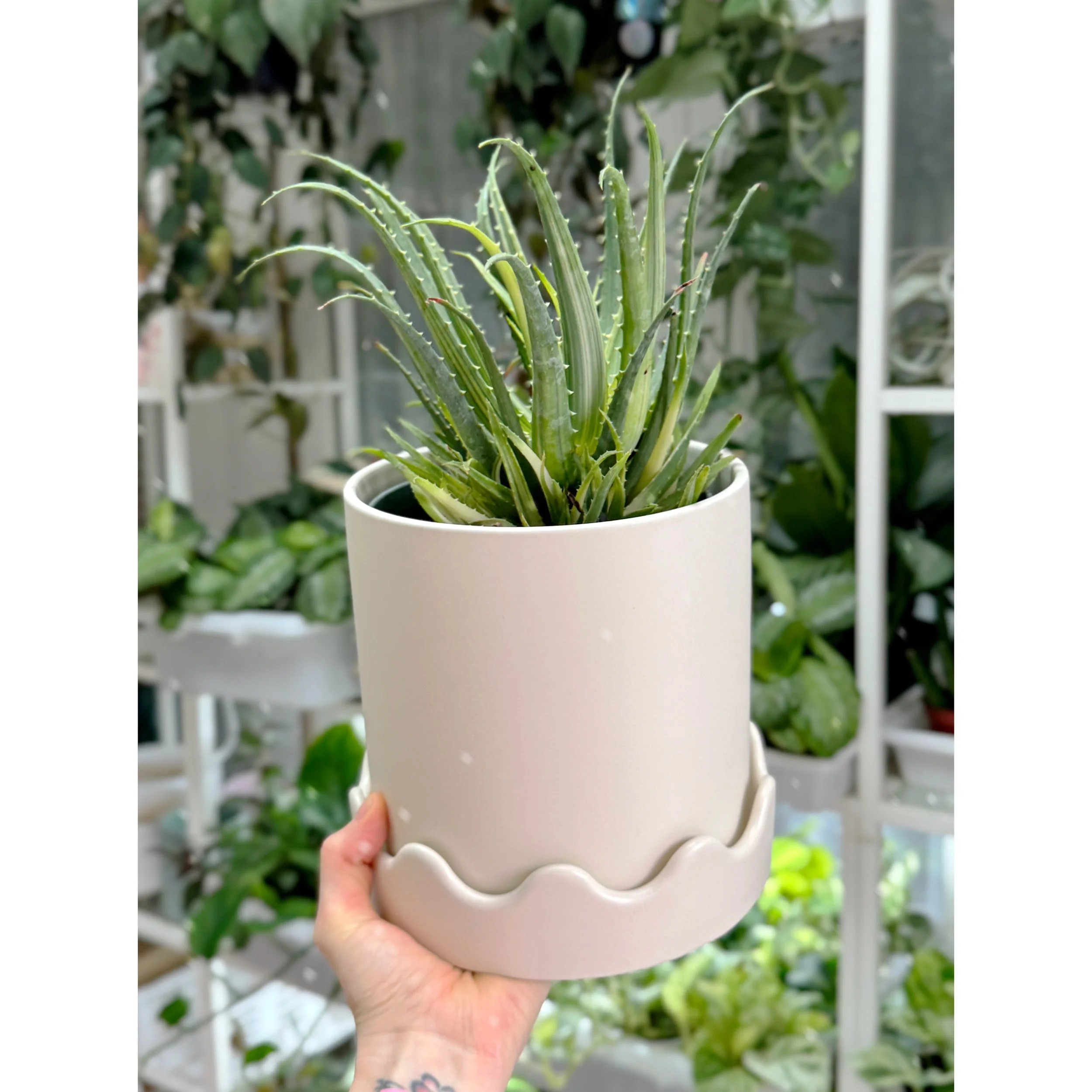Aloe Arborescens Variegata 'Candelabra' in Cream Scalloped Pot
