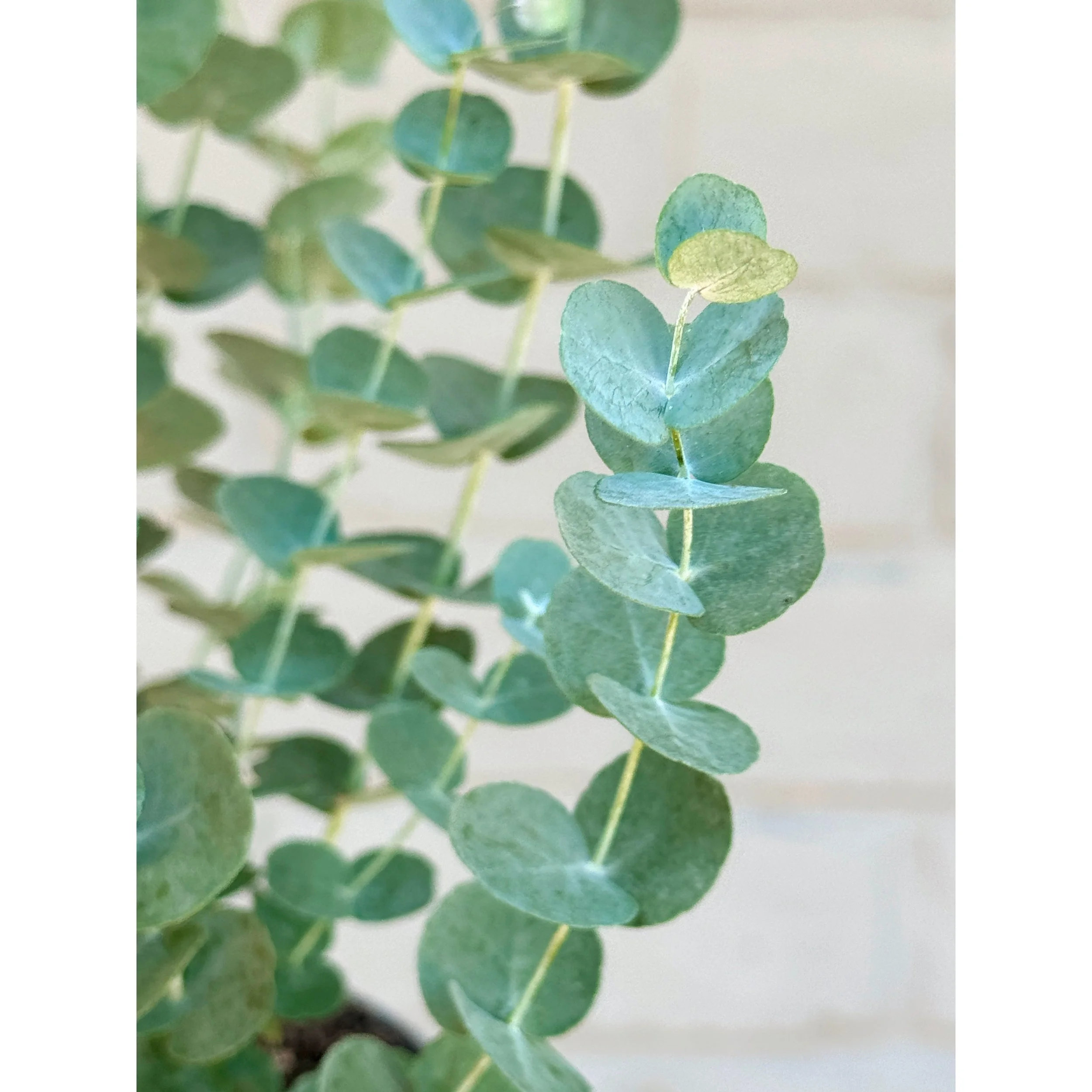 Glacier Eucalyptus