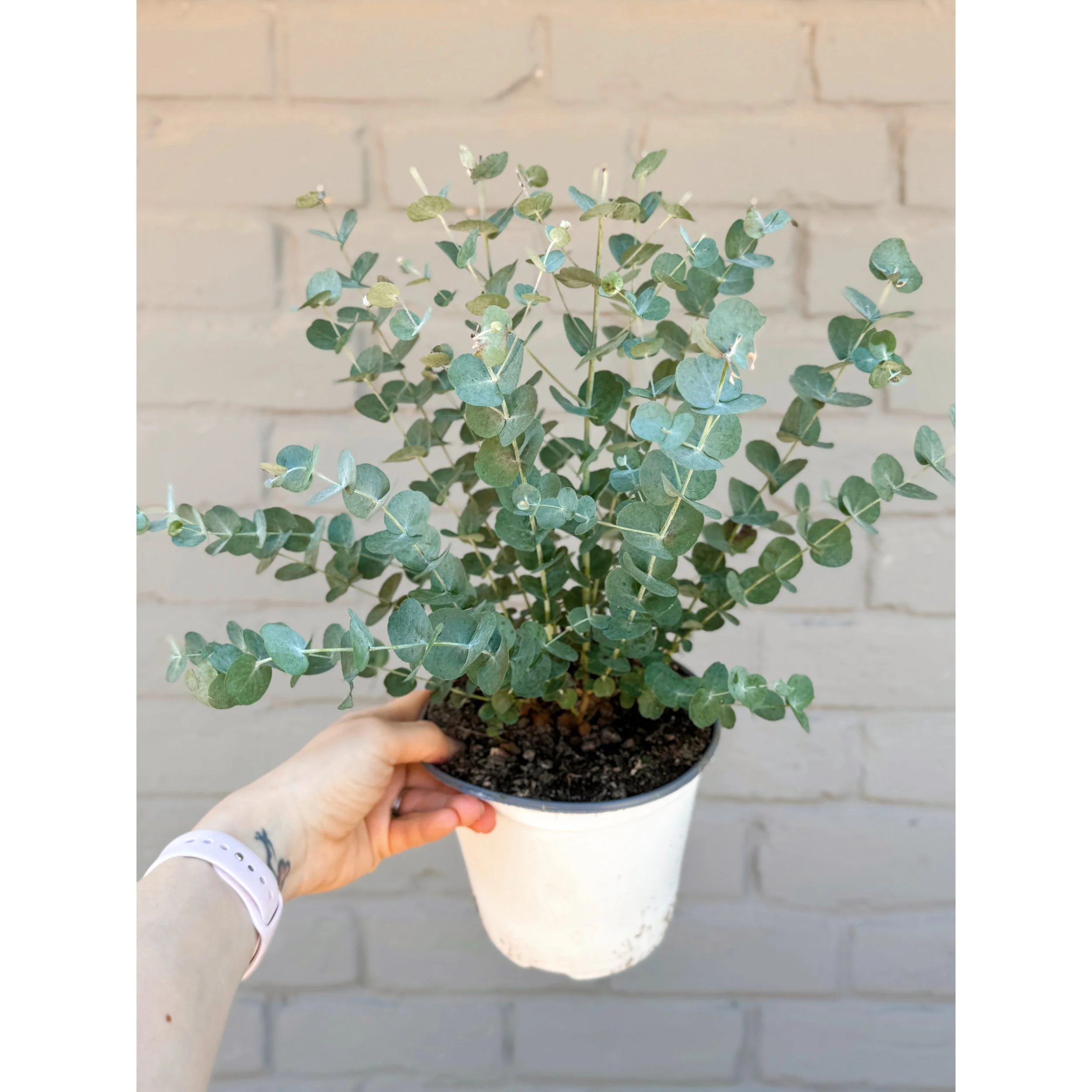 Glacier Eucalyptus