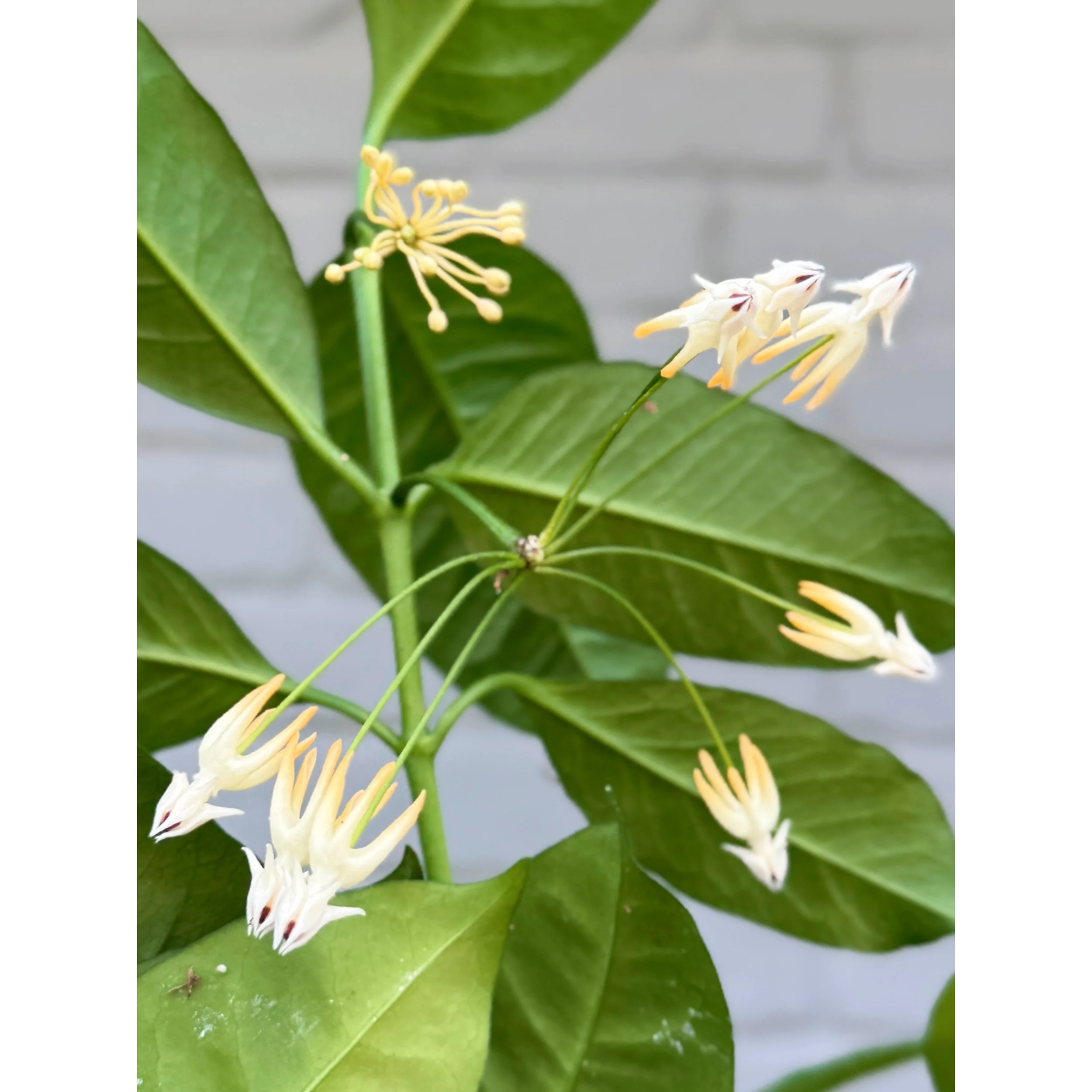 Hoya Multiflora 'Shooting Star' Bloom