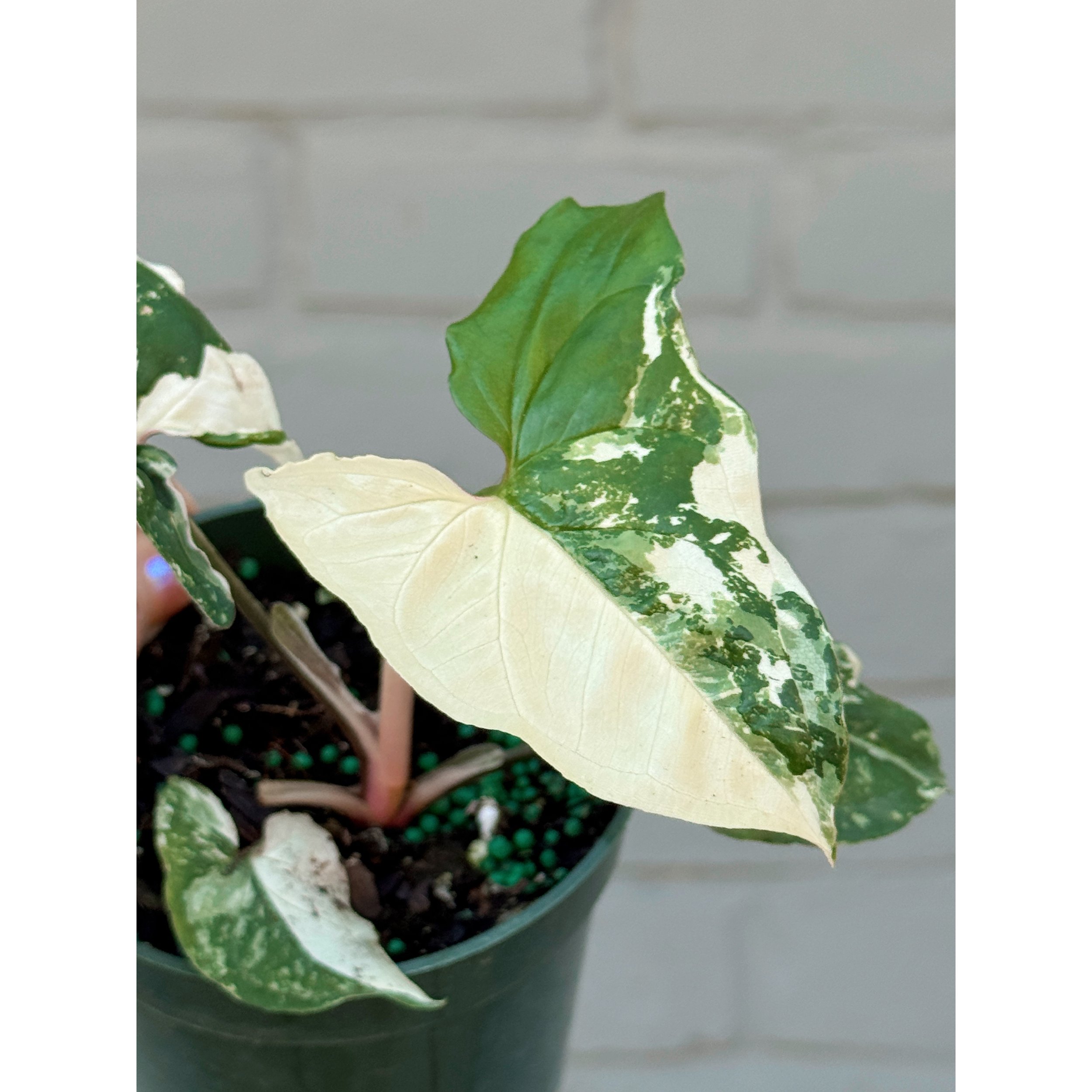 Syngonium Albo Variegated
