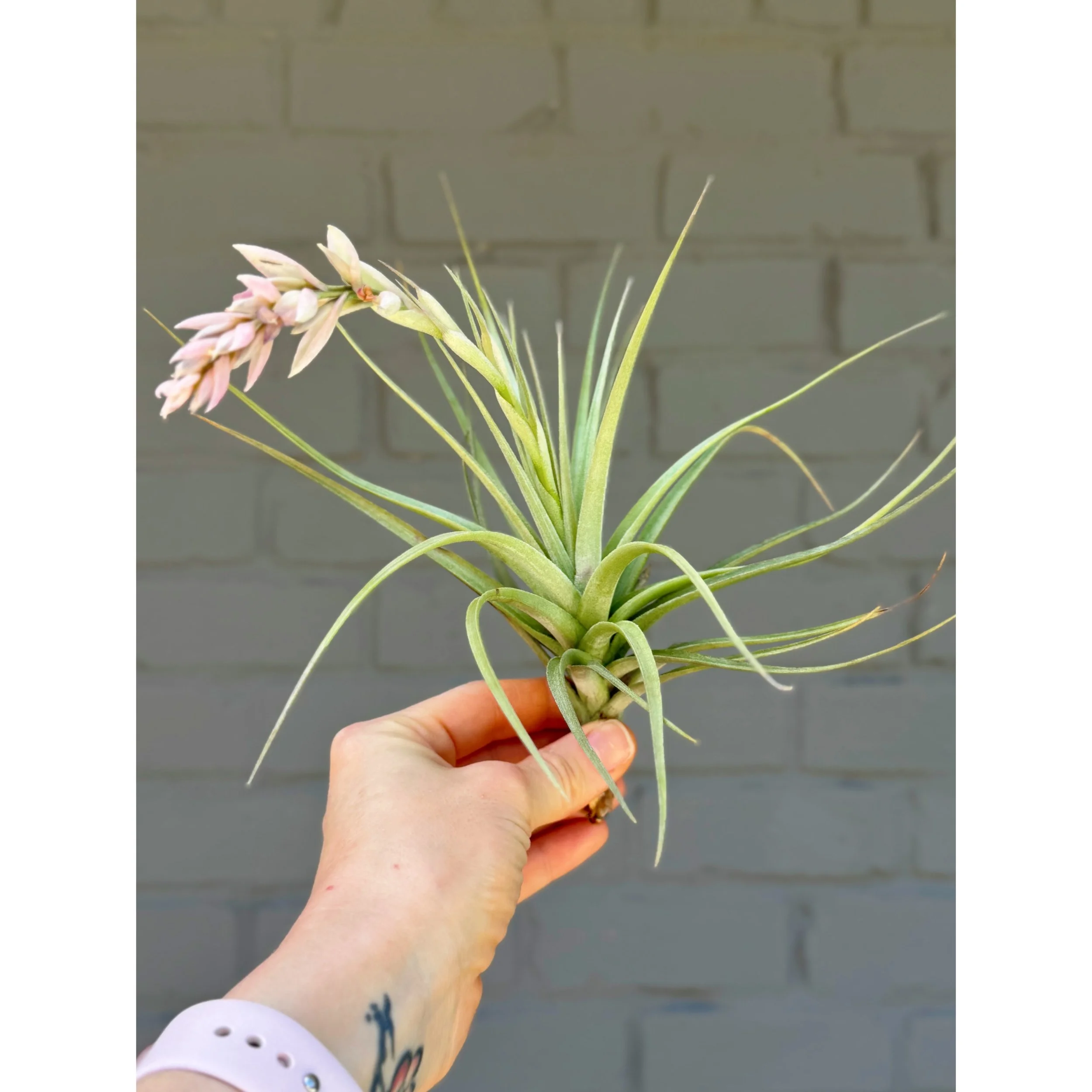 Tillandsia Stricta Hybrid - Pink Blooms (Air Plant)