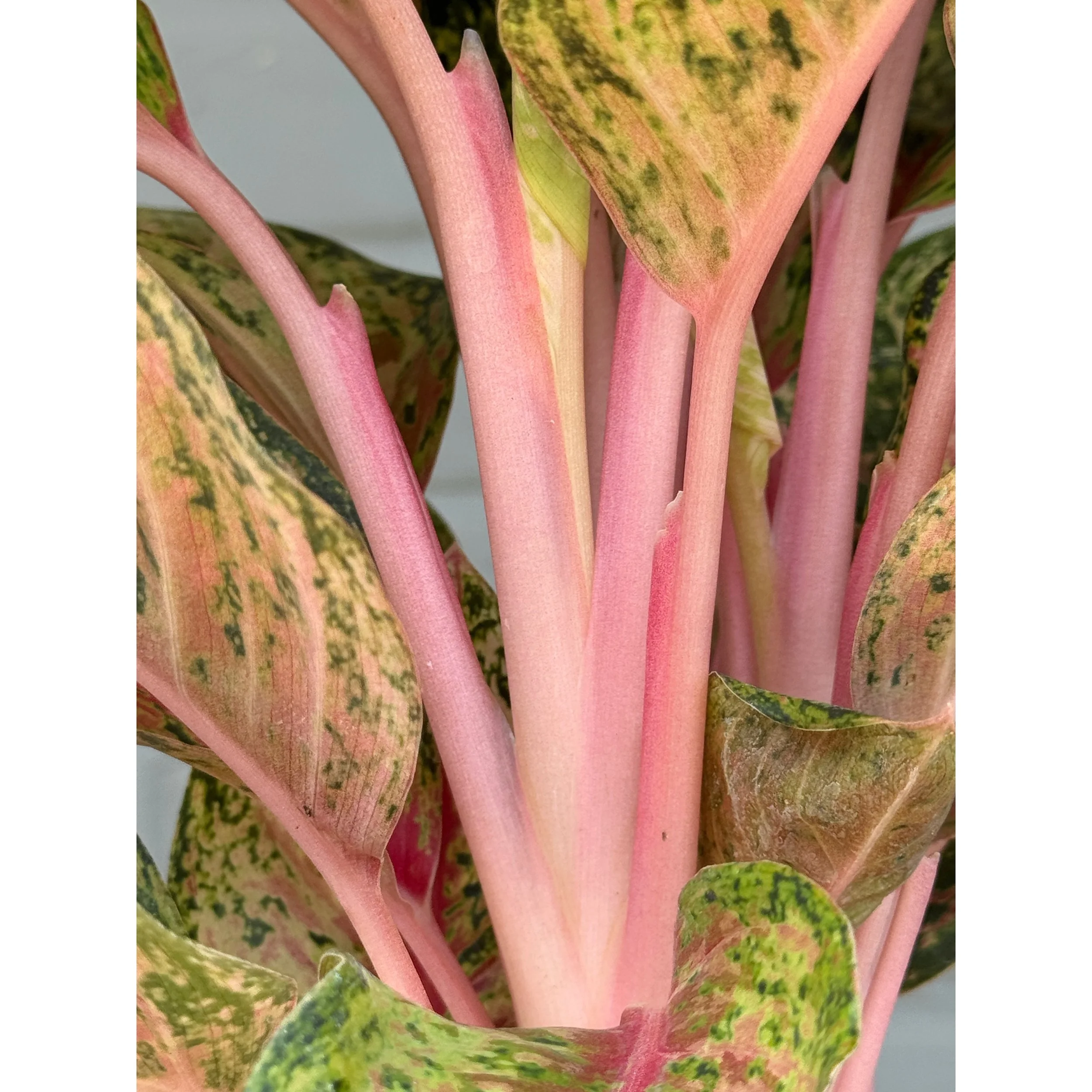 Aglaonema Hybrid 'Crosby's Christmas'