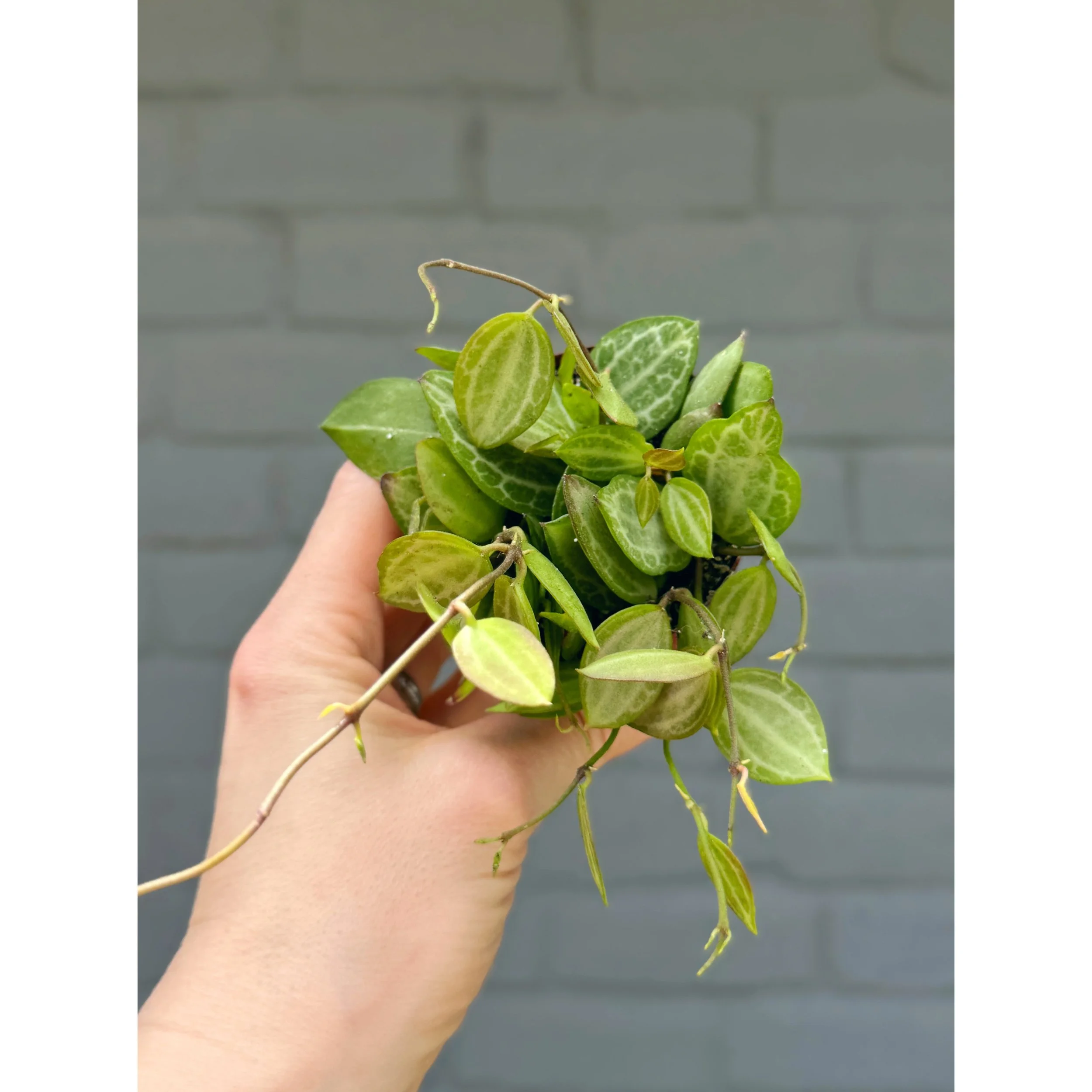 Dischidia Ovata 'Watermelon'