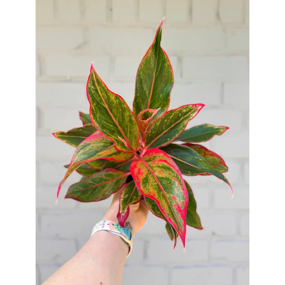 easy plant fiddle leaf fig Fiddle Leaf Fig Tree main image 1