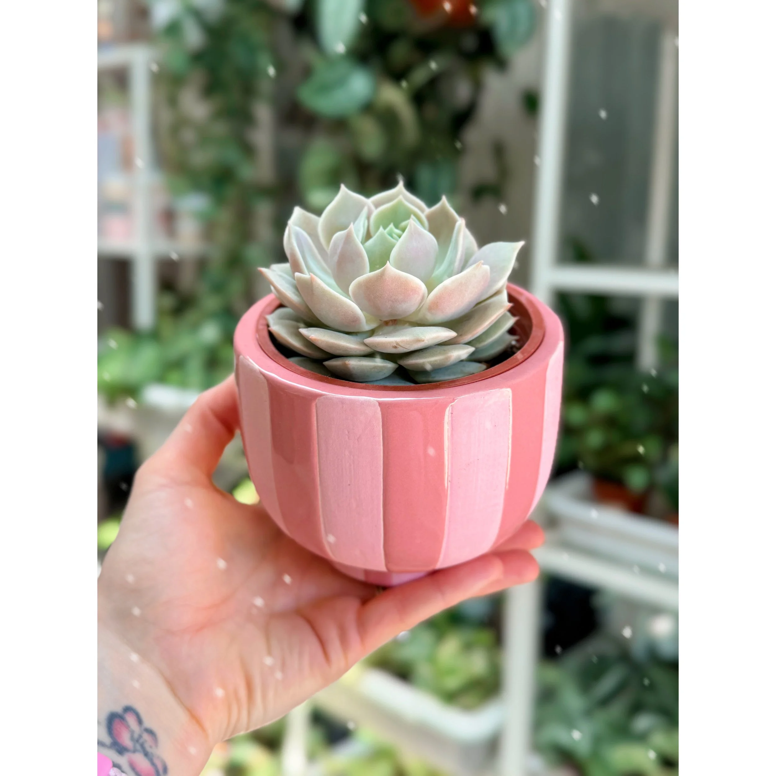 Ech Lola in Candy Stripe