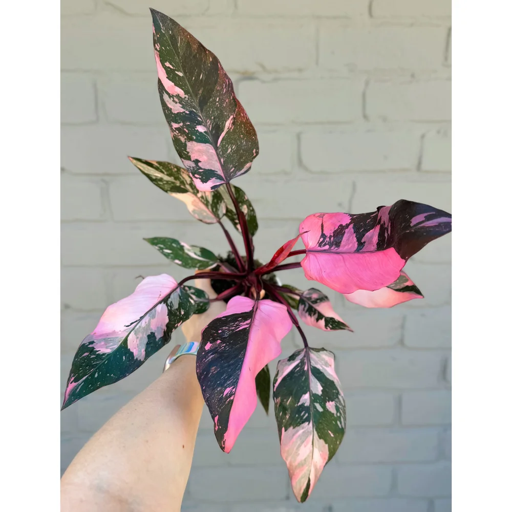 Philodendron Pink Princess 'Galaxy' aka 'Marble King' 4" Oversized   Stayin' Alive Succulents