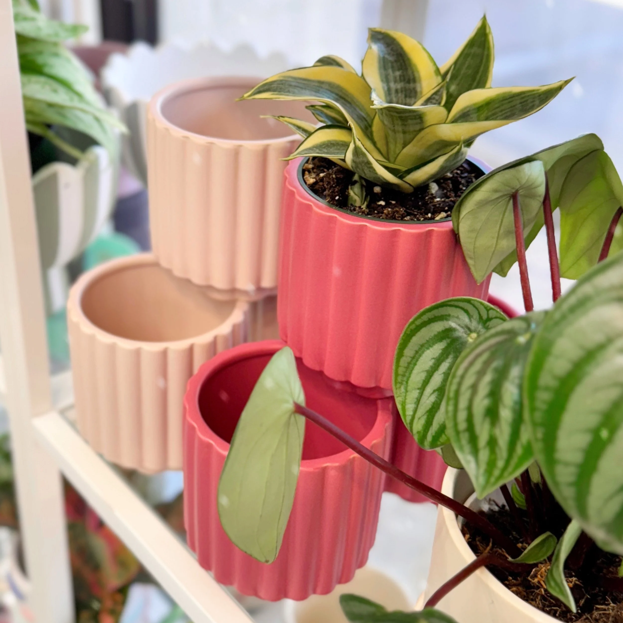 Carmen Fluted Planter in Light and Dark Pink 4"