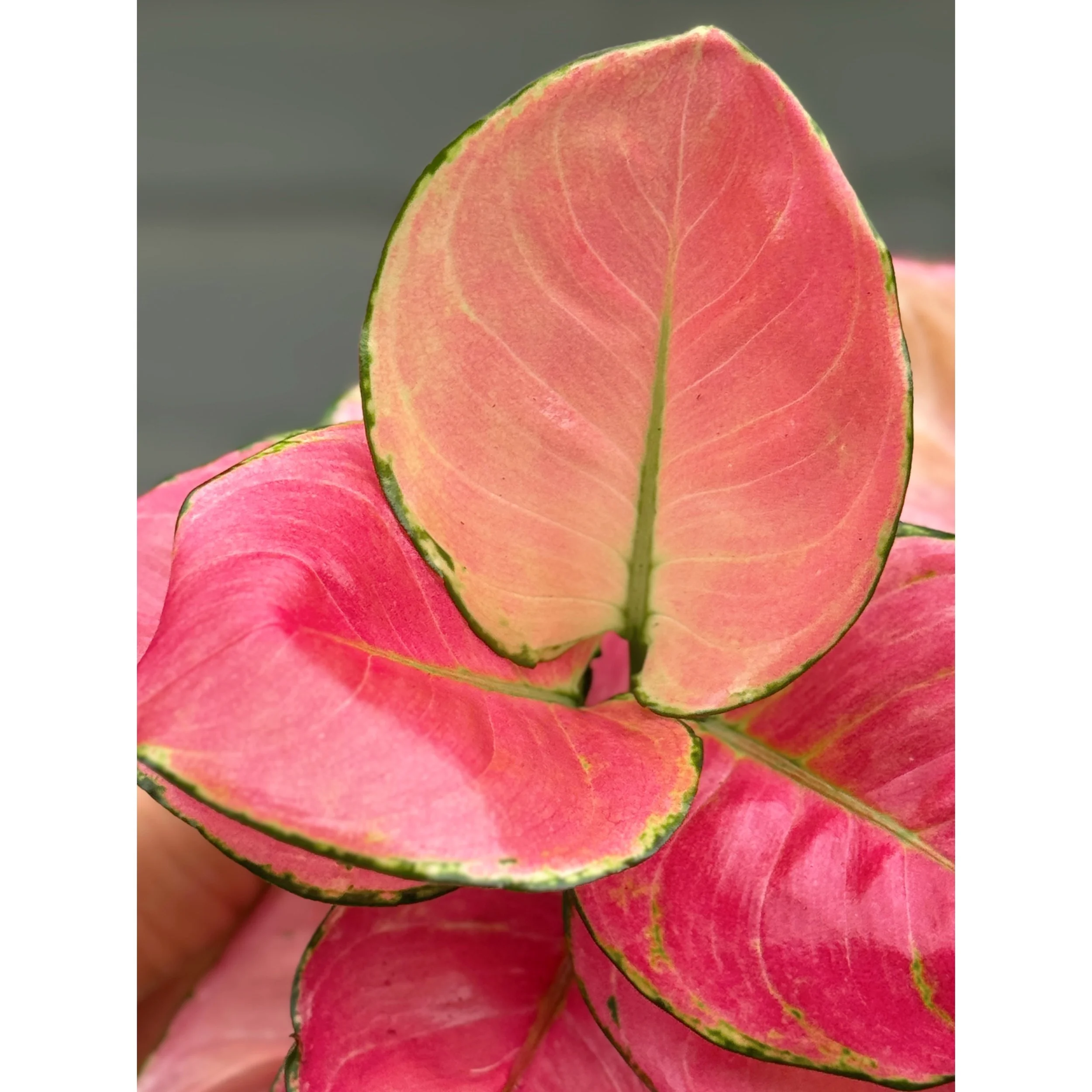 Aglaonema Hybrid 'Pink Star'