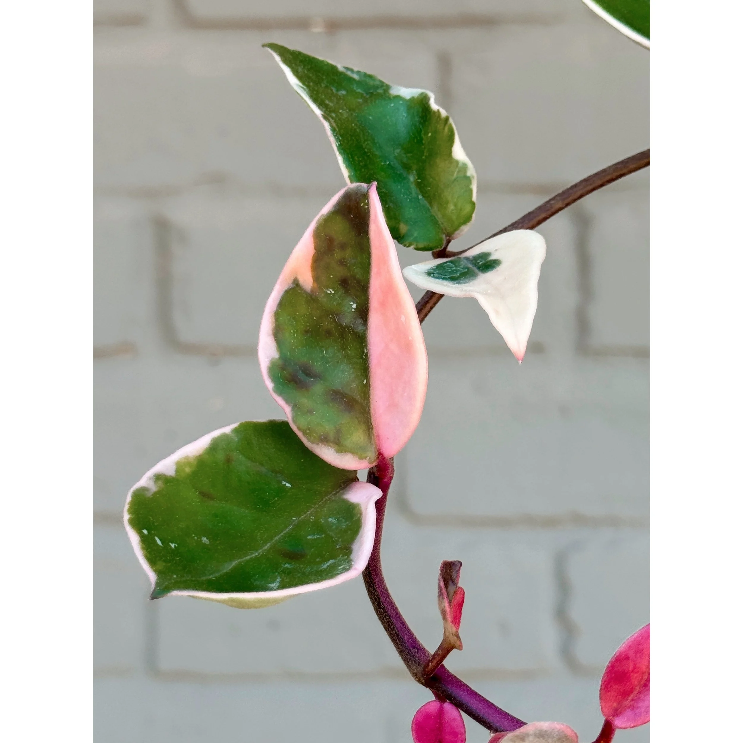 Hoya Carnosa cv. Snowball XL