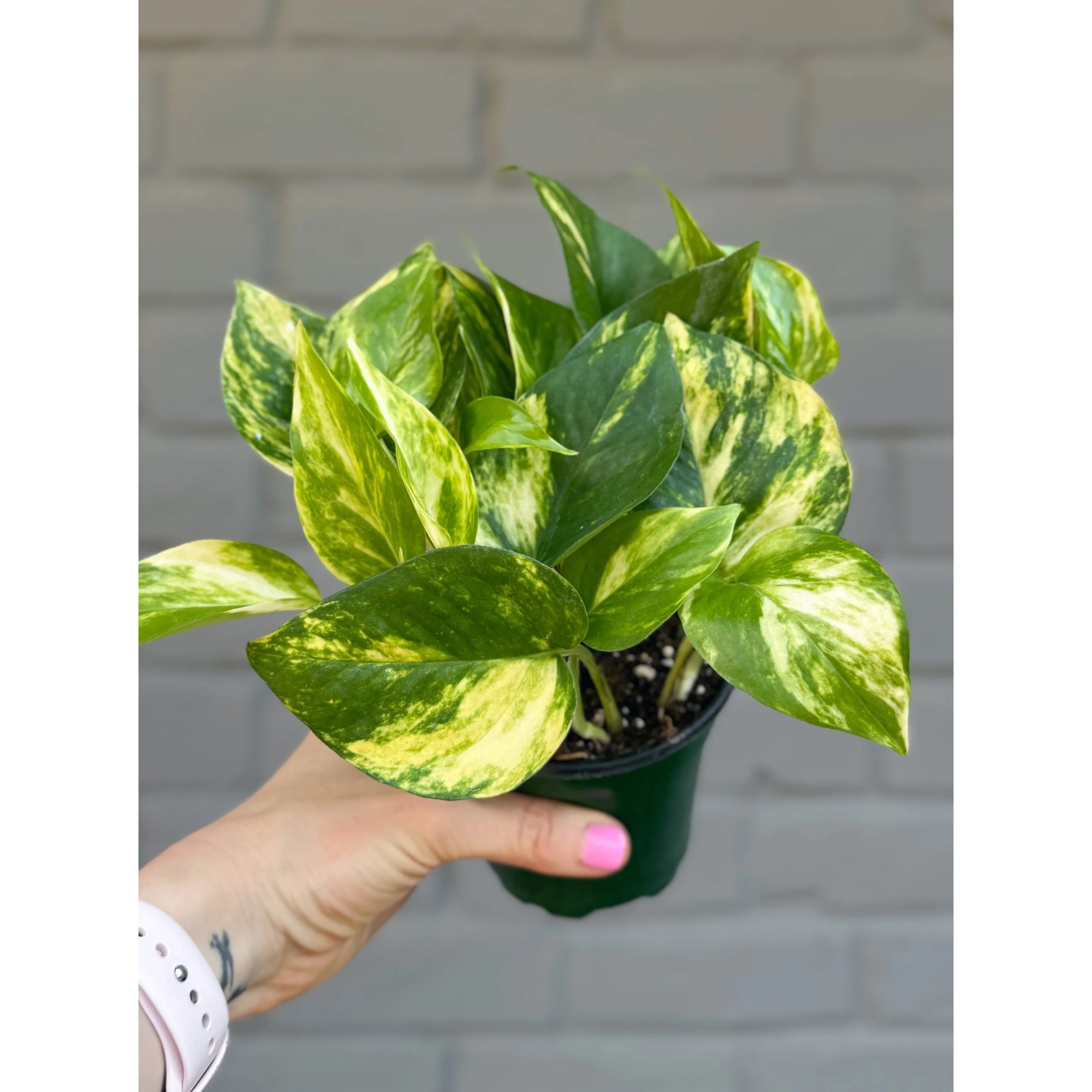 Epipremnum Aureum 'Churchill' Pothos