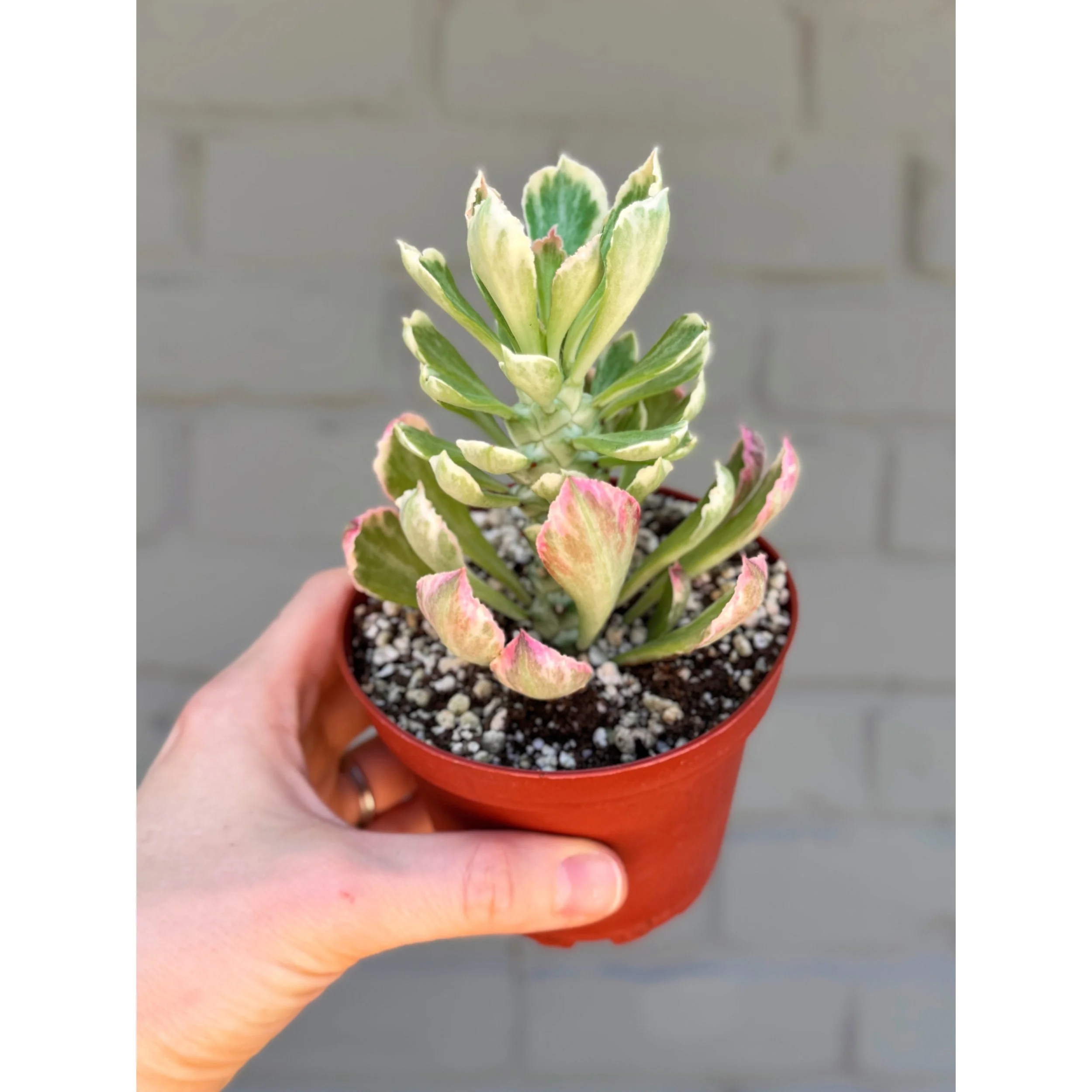 Euphorbia Variegated 'Ritchiei' 4"