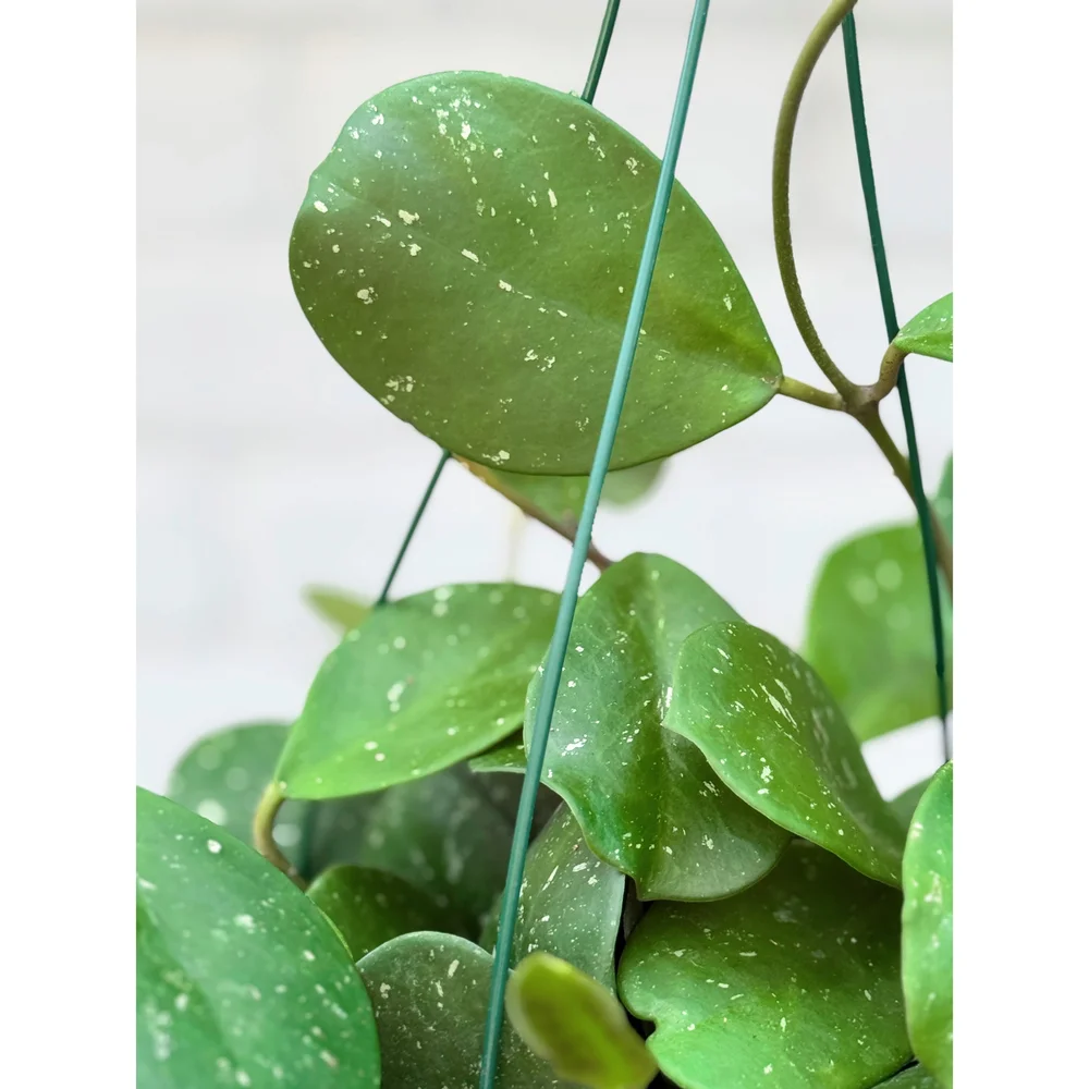 Hoya Obovata 6