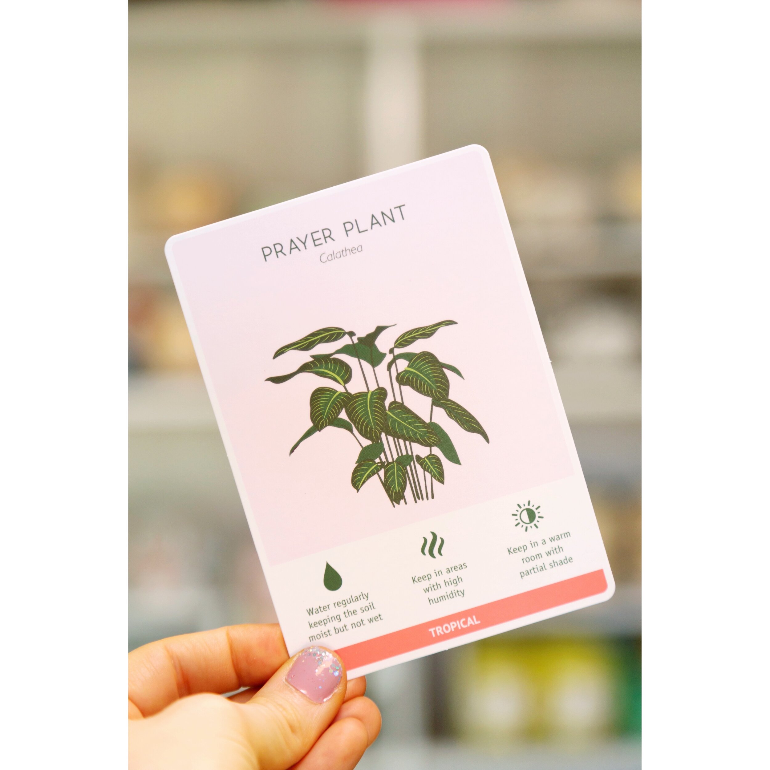 Houseplant Care Cards