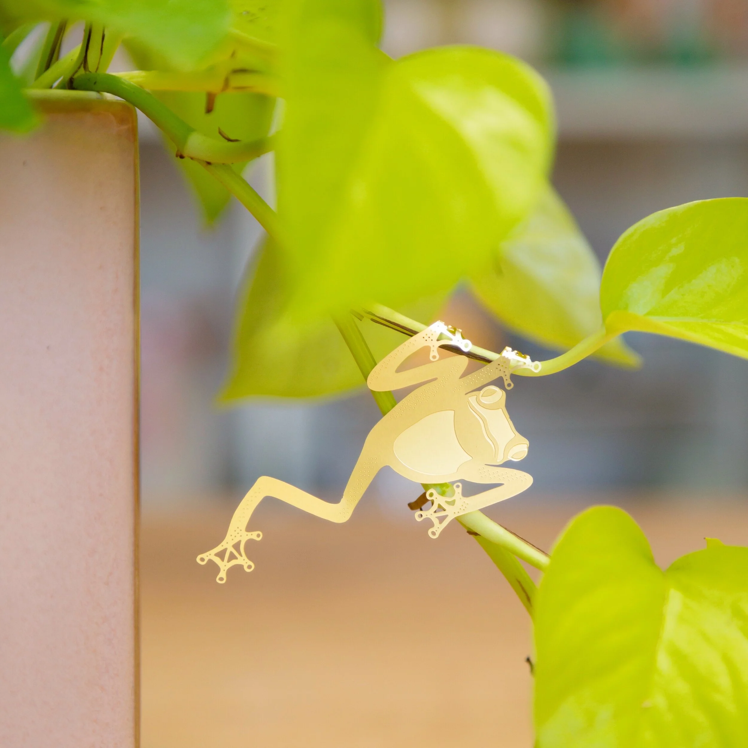 Tree Frog Plant Animal