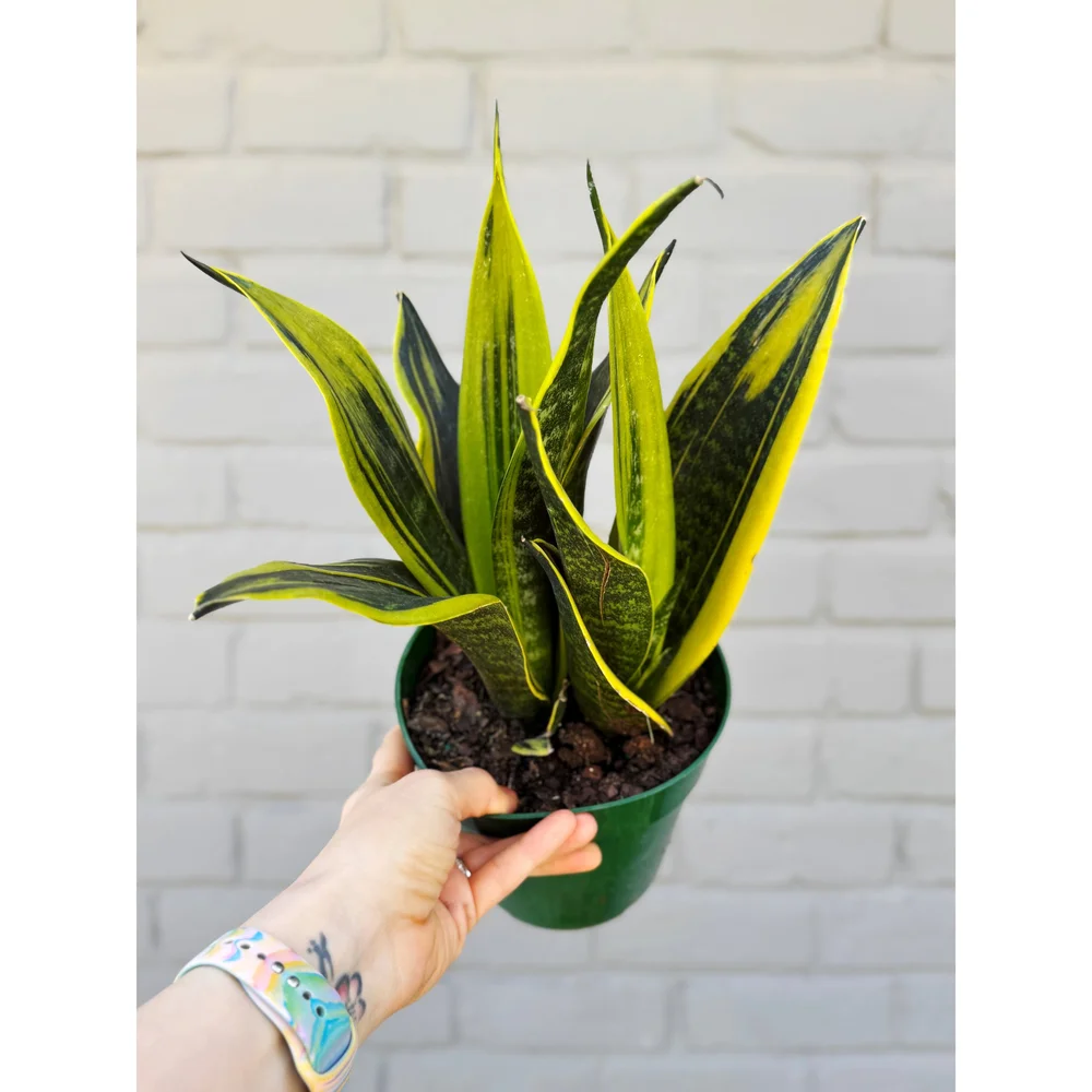 Sansevieria Trifasciata 'Golden Flame' 6