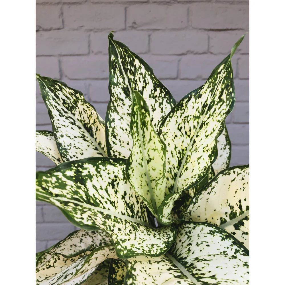 Aglaonema Hybrid 'First Diamond' 6"  Stayin' Alive Succulents