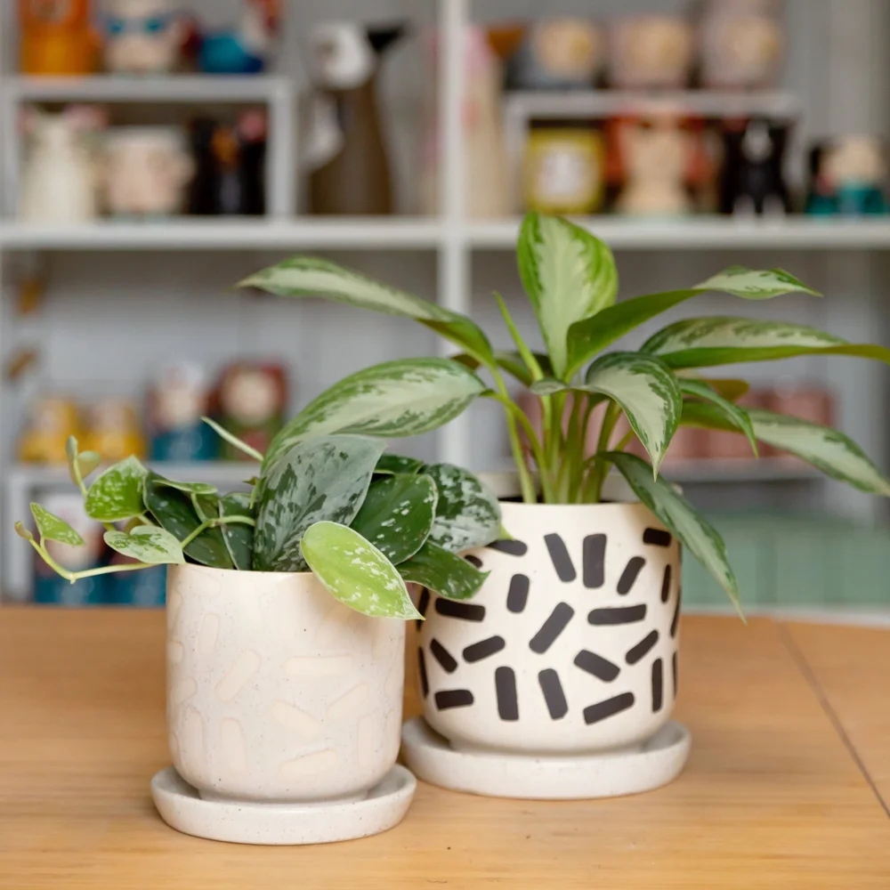Sundae Pot with Saucer - Black and White Ceramic Confetti Planters   Stayin' Alive Succulents
