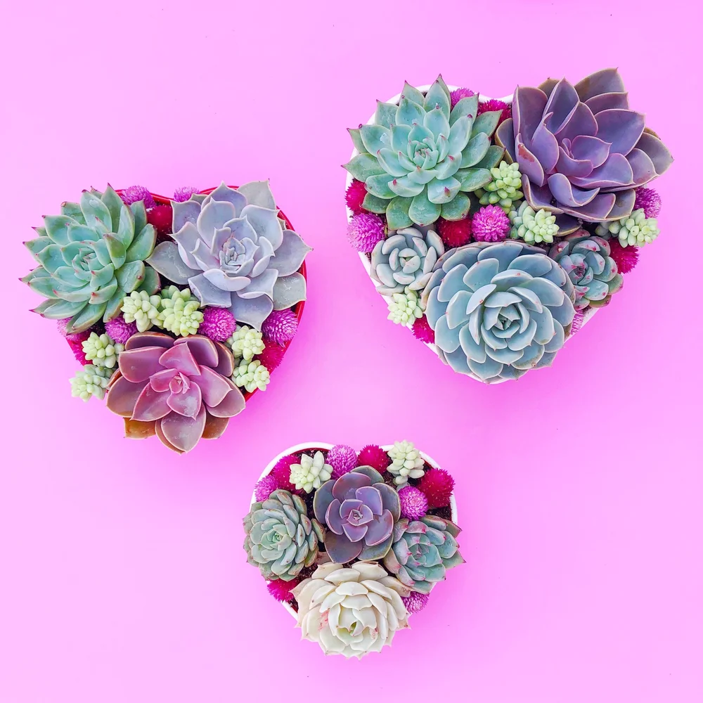 Valentine's or Galentine's Heart Shaped Succulent Arrangement  Stayin'  Alive Succulents